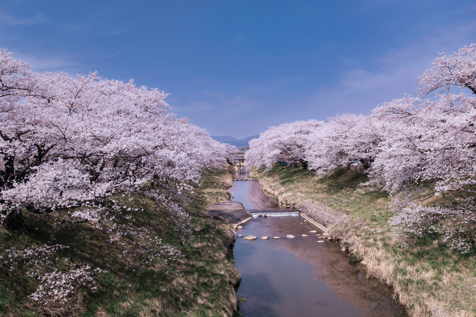「水面に映る桜並木が美しい藤田川 | フリー素材のぱくたそ」の写真