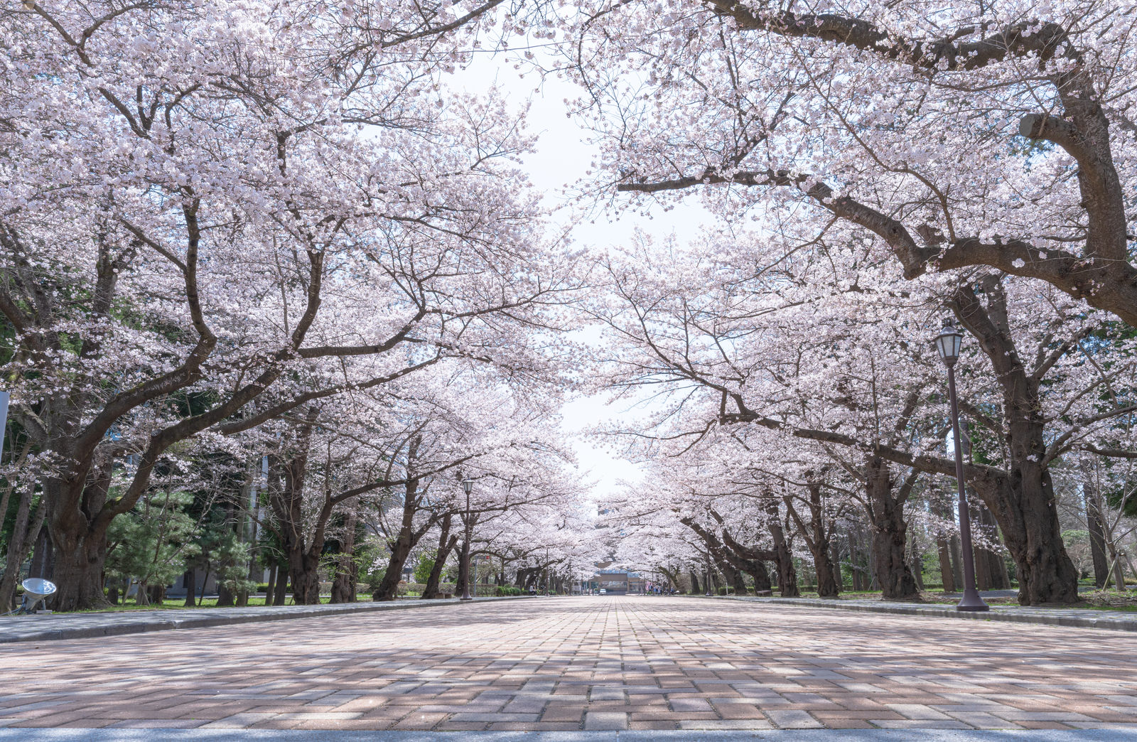 「満開に咲く日本大学工学部の桜 | フリー素材のぱくたそ」の写真
