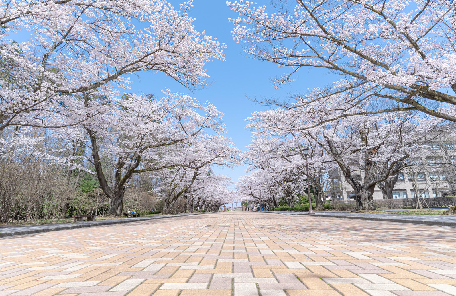 「青空と桜並木（日本大学工学部） | フリー素材のぱくたそ」の写真