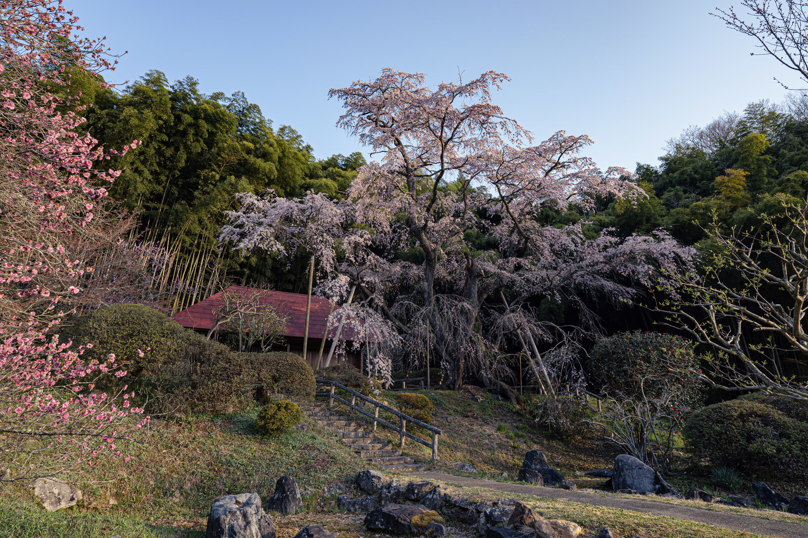 「雪村桜へと続く石段 | フリー素材のぱくたそ」の写真