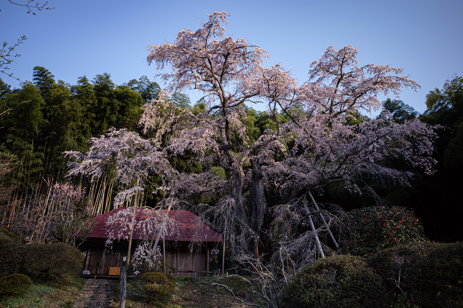 「満開の雪村桜の様子 | フリー素材のぱくたそ」の写真