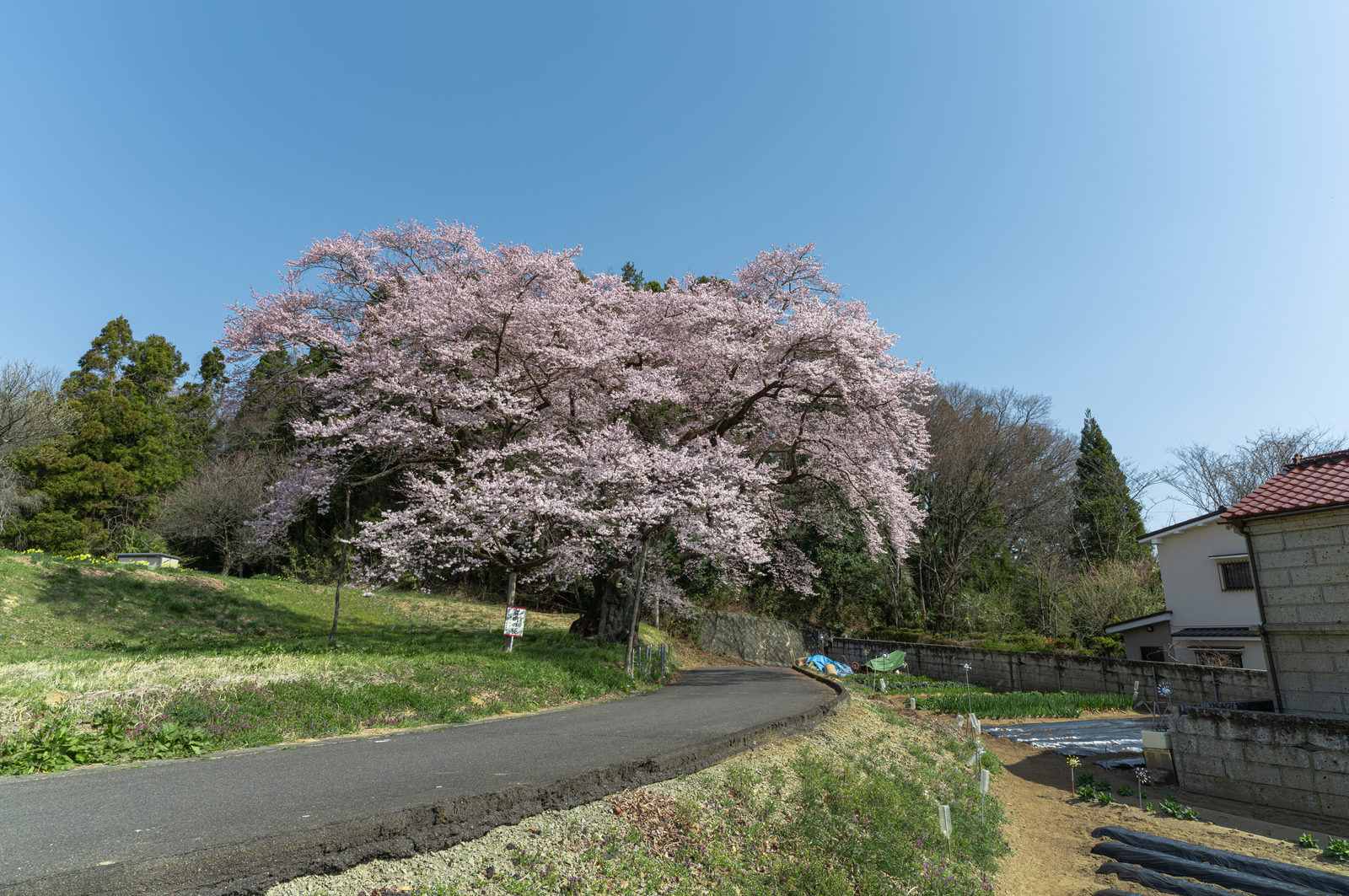 「市街地に咲く一本桜「弥明の桜」 | フリー素材のぱくたそ」の写真