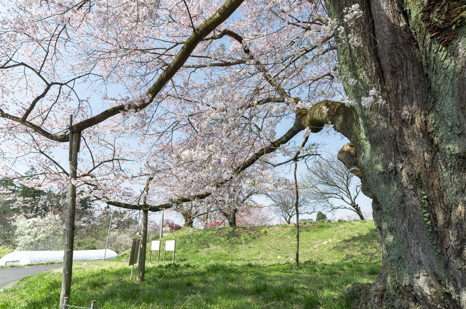 「推定樹齢500年の「弥明の桜」を支える柱木 | フリー素材のぱくたそ」の写真