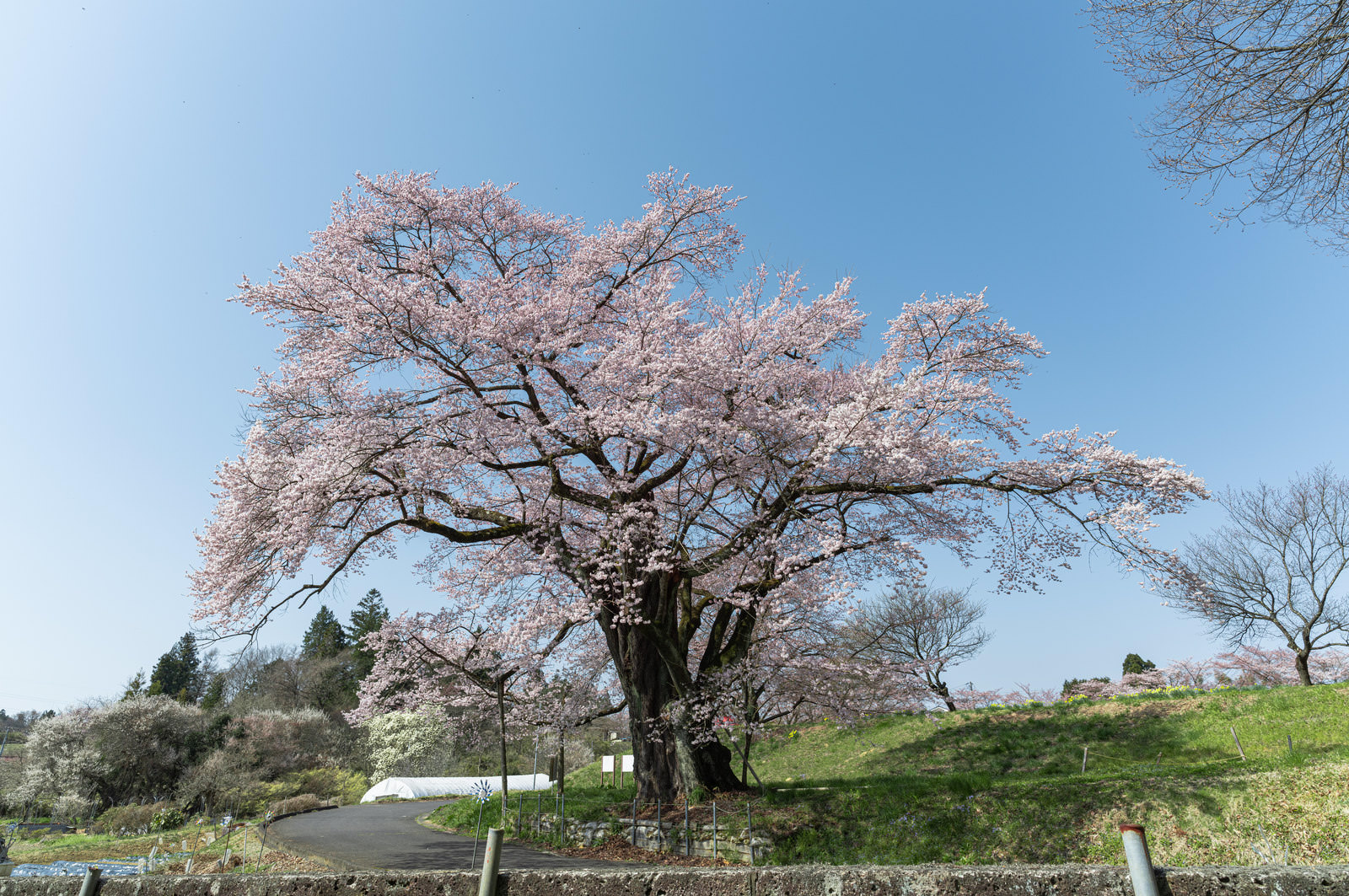 「青空と弥明の桜 | フリー素材のぱくたそ」の写真
