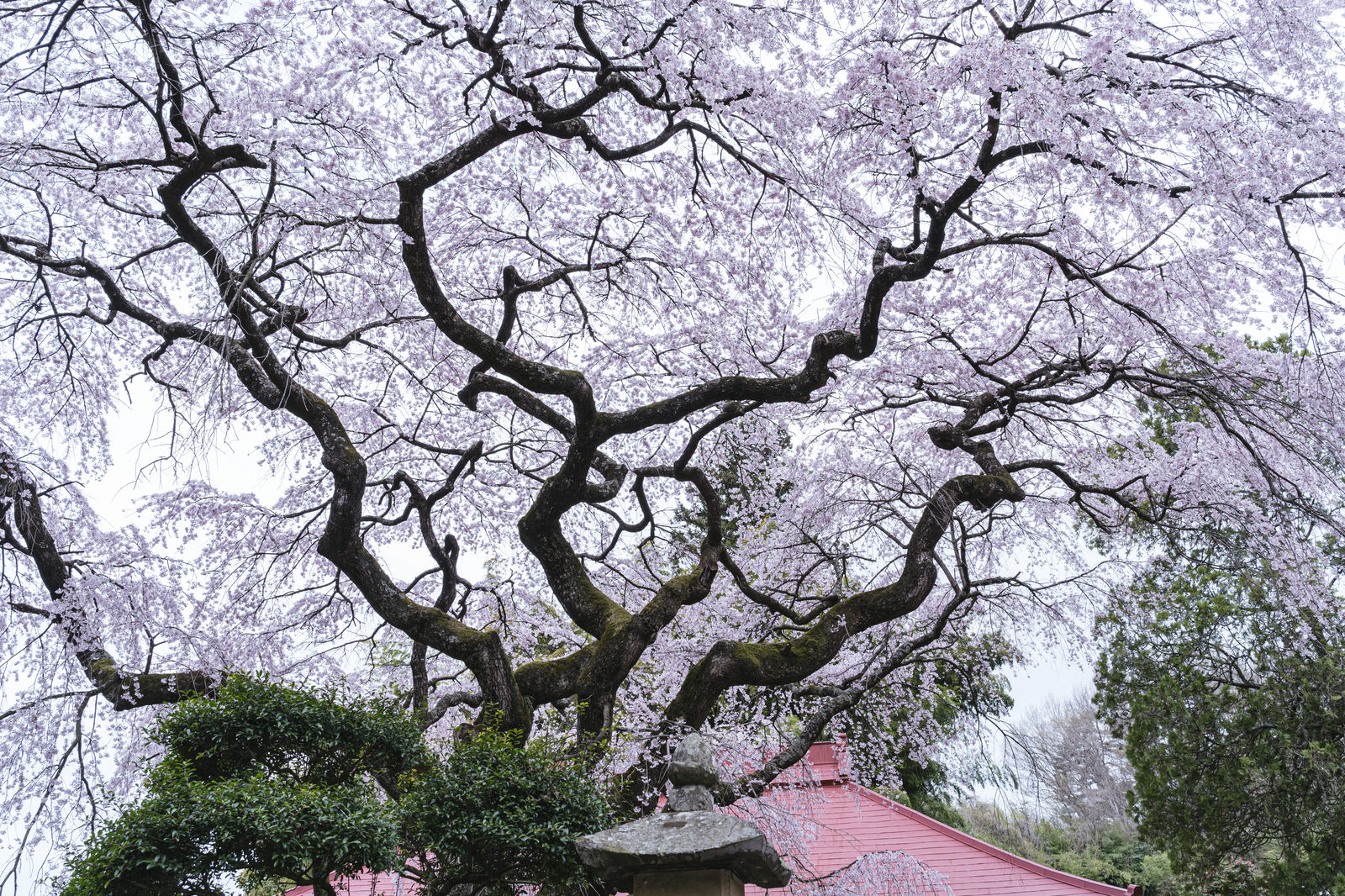 「水月観音堂にある桜 | フリー素材のぱくたそ」の写真