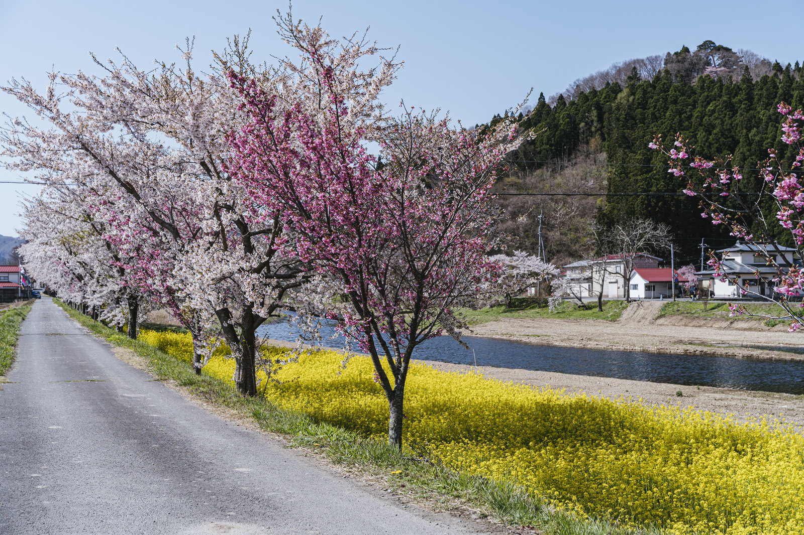 「桜並木と菜の花の船津川」の写真