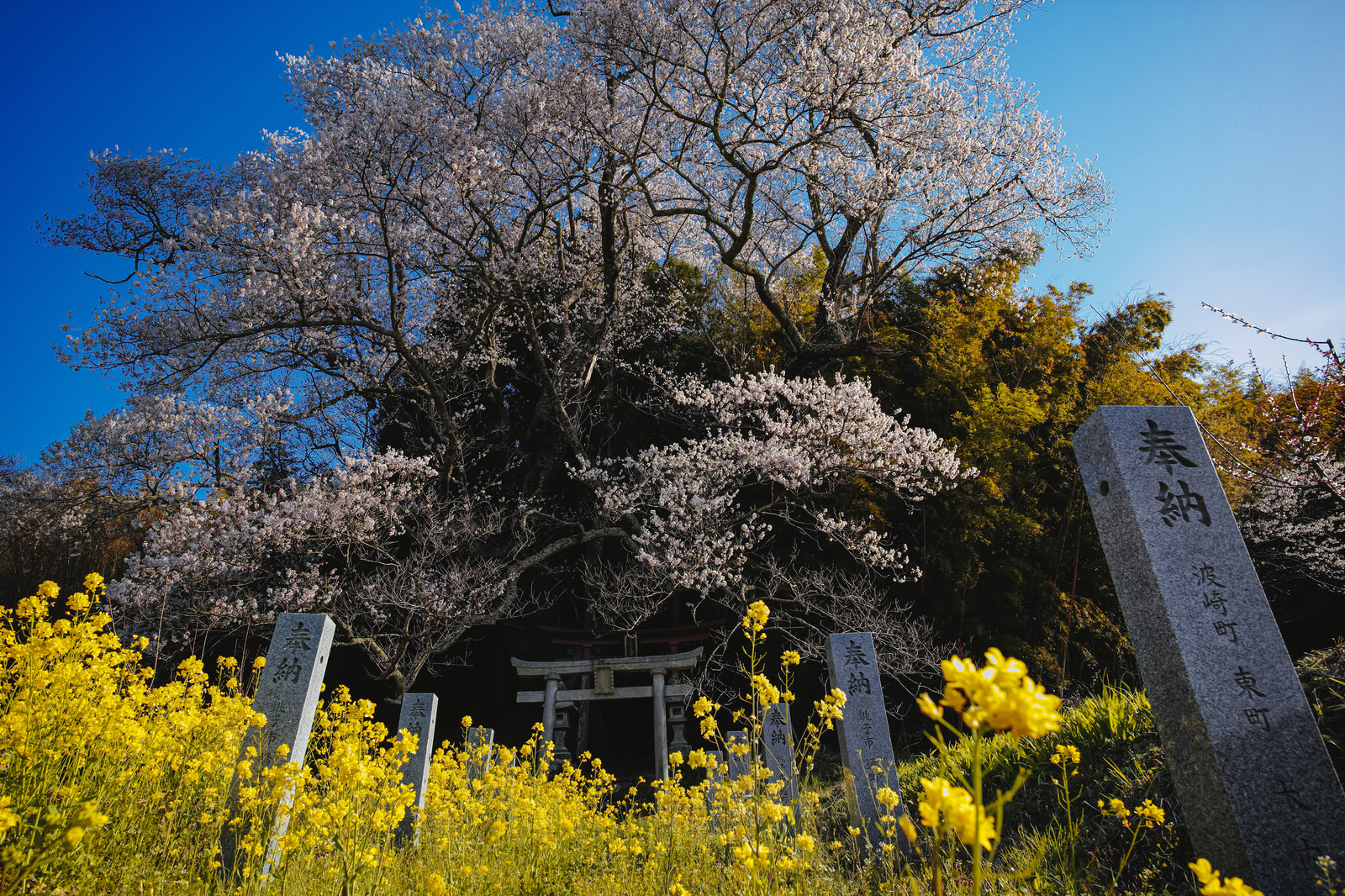 菜の花ロードと子授け櫻の写真素材 ぱくたそ