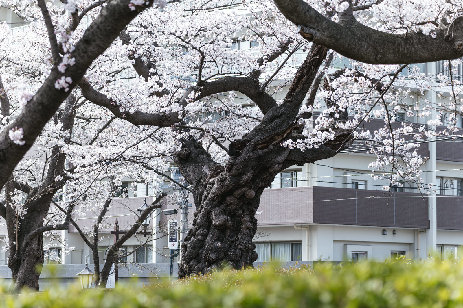 「明治11年植樹の染井吉野の桜」の写真