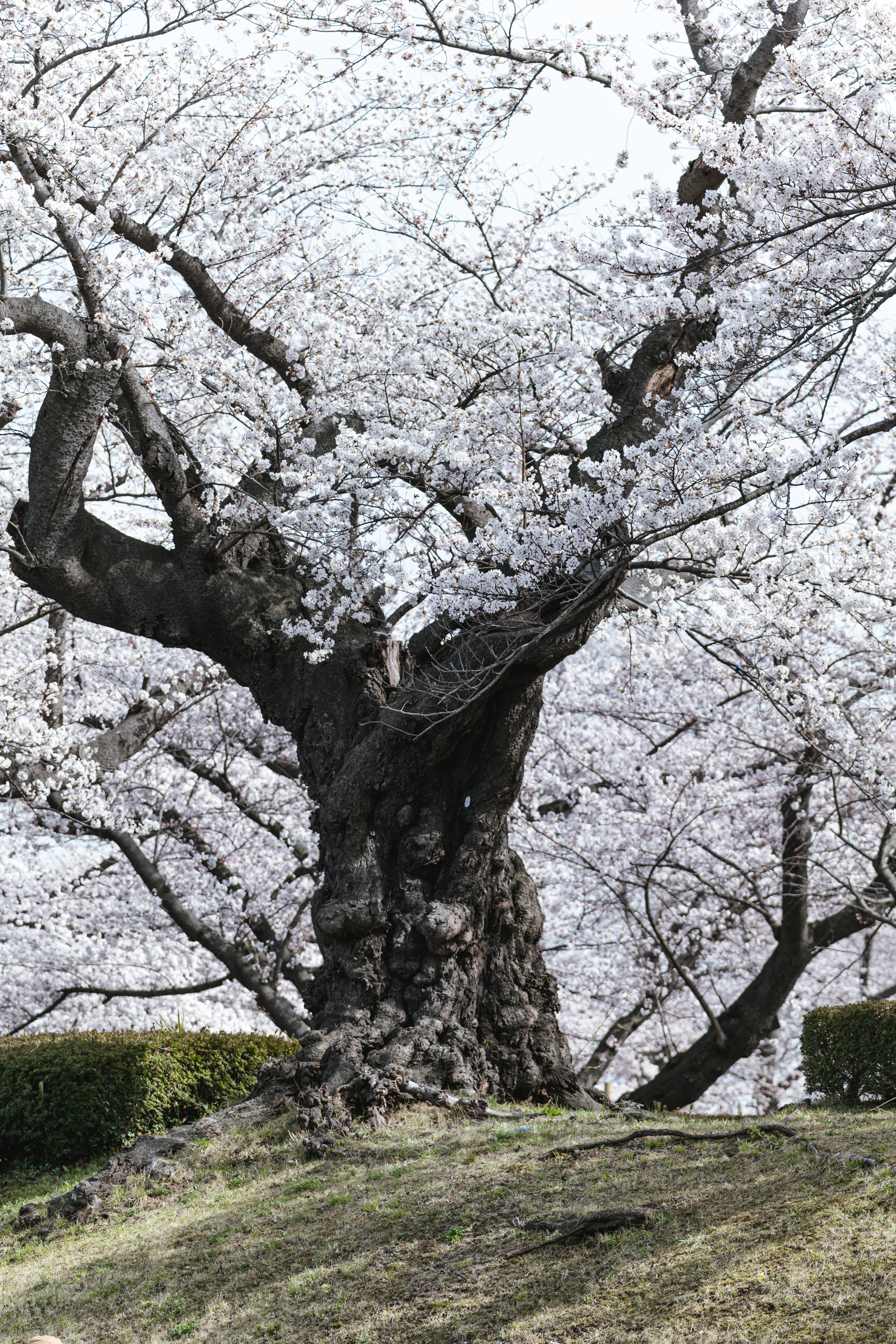 開成山公園の日本最古のソメイヨシノの写真素材 ぱくたそ