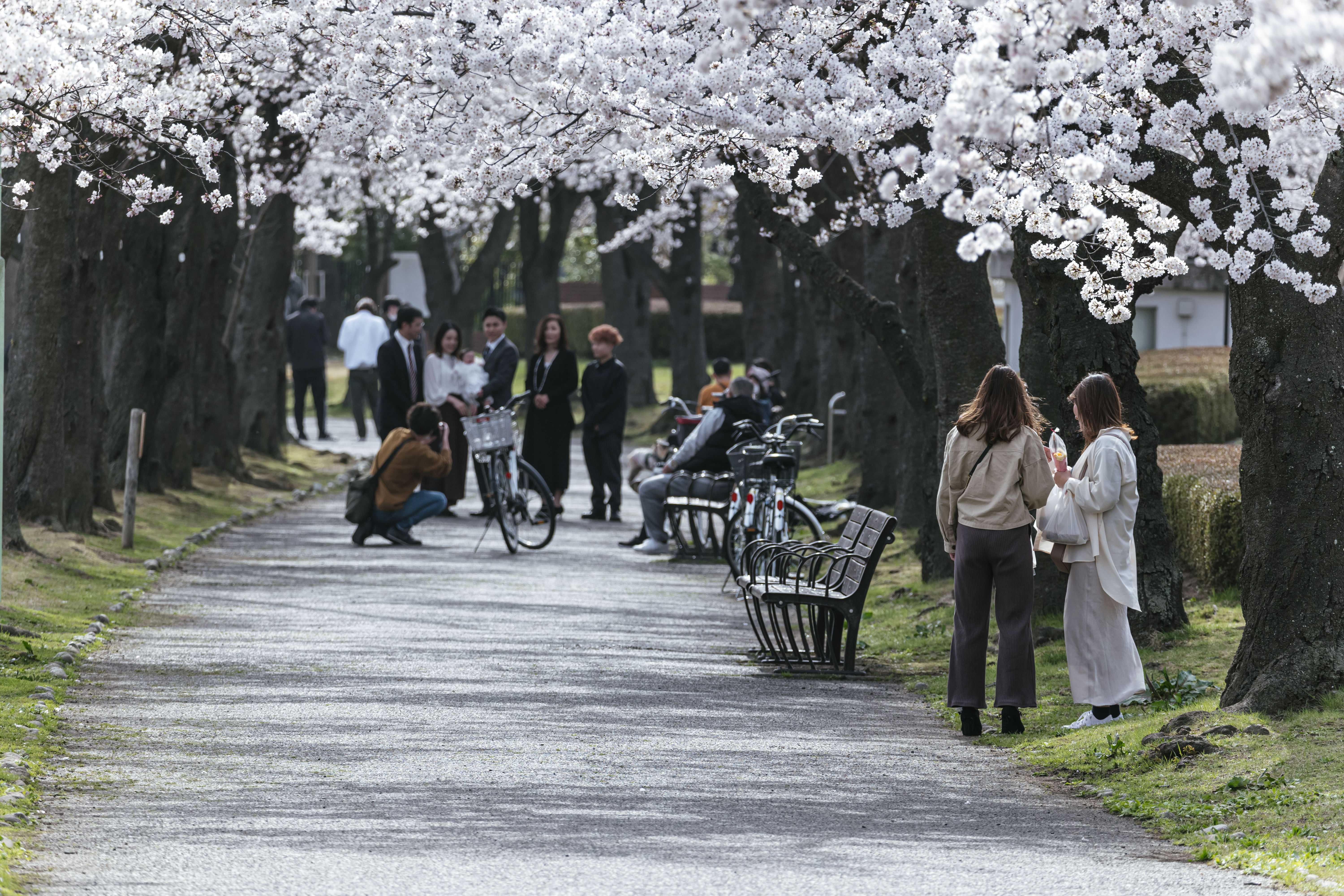 開成山公園で花見をする人たちの写真素材 ぱくたそ