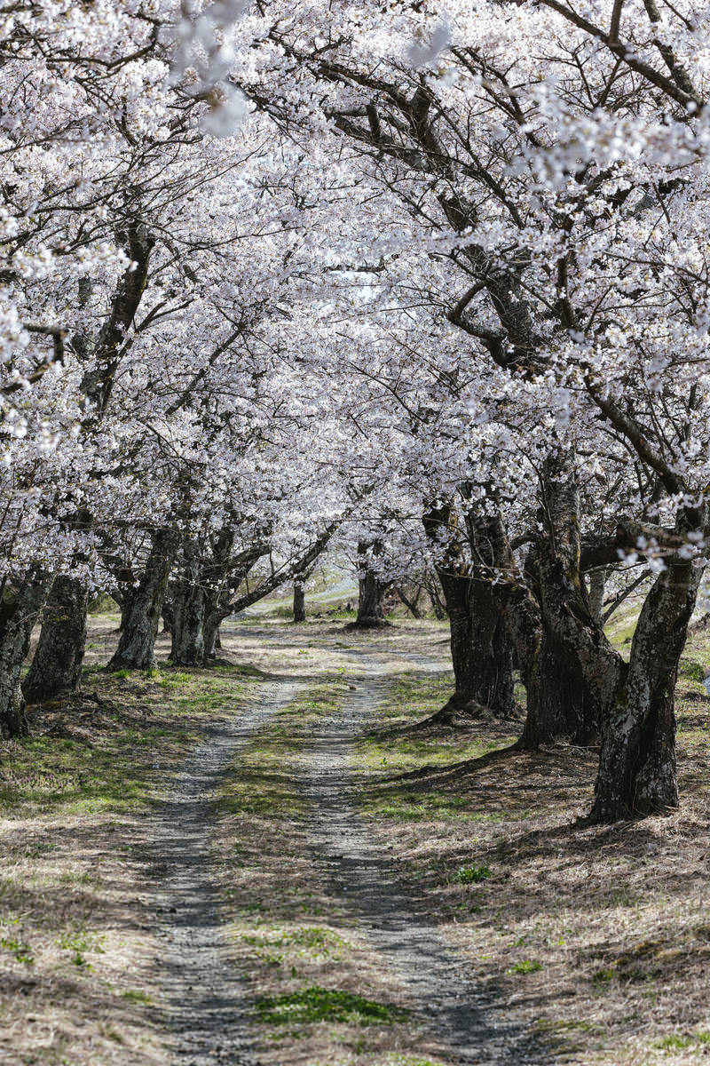 「桜並木と轍 | フリー素材のぱくたそ」の写真