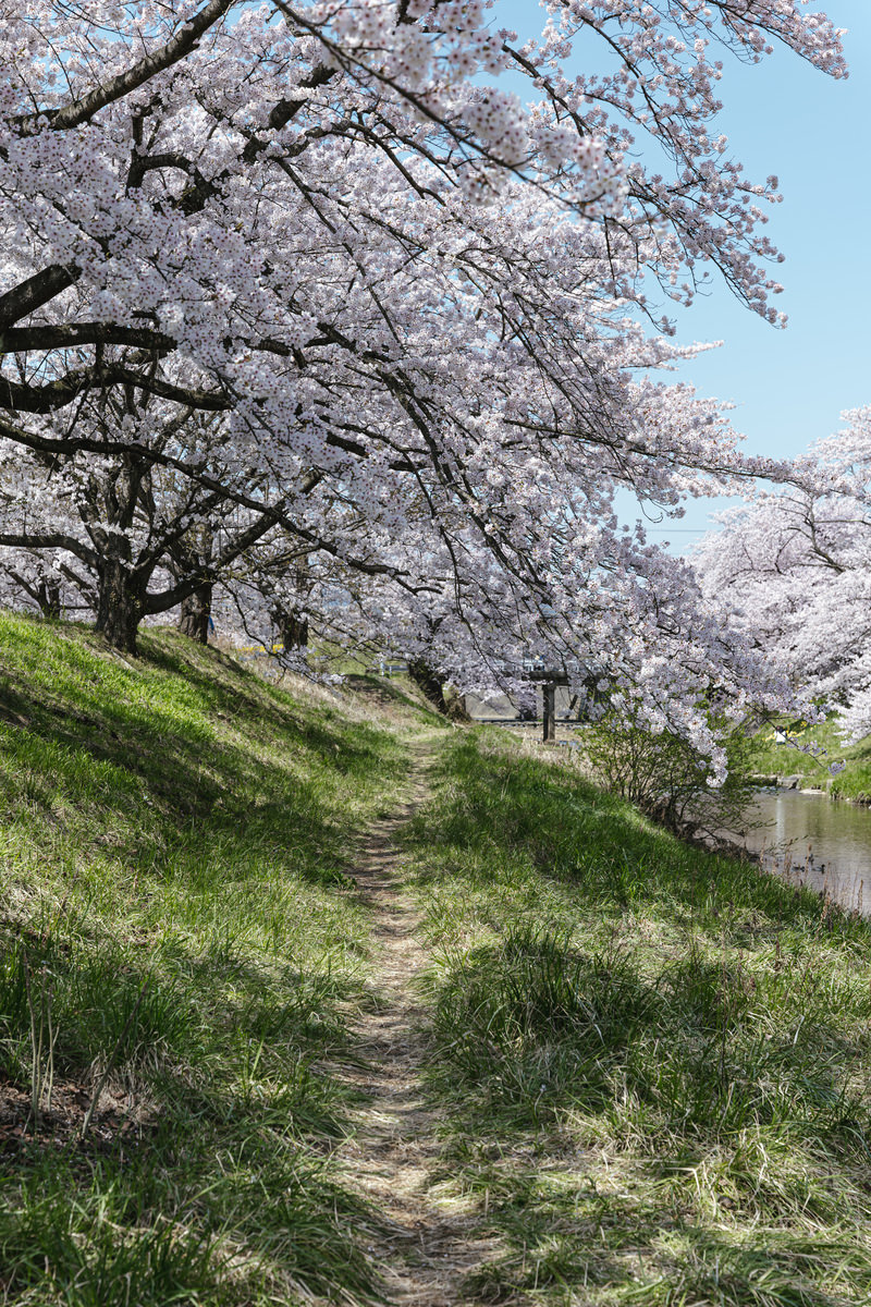 「笹原川沿いの道と桜並木（笹原川千本桜） | フリー素材のぱくたそ」の写真
