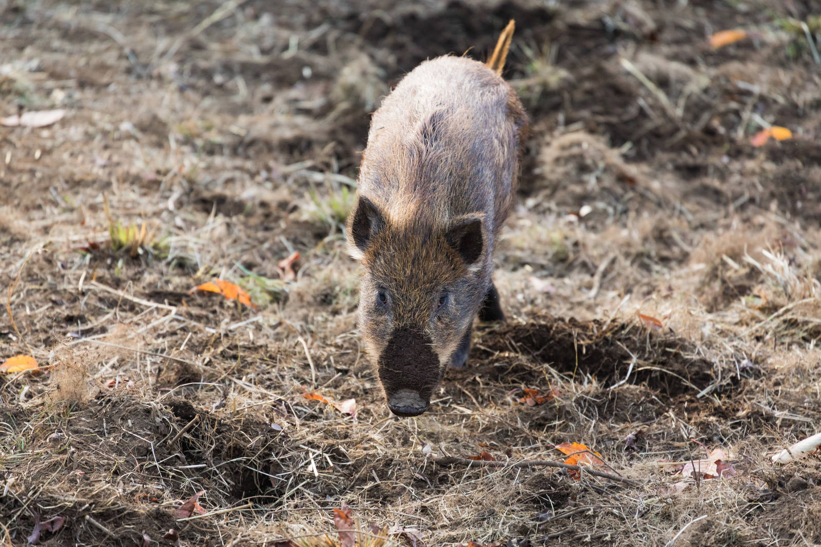 「土を掘り返して鼻に泥がついた猪 | フリー素材のぱくたそ」の写真