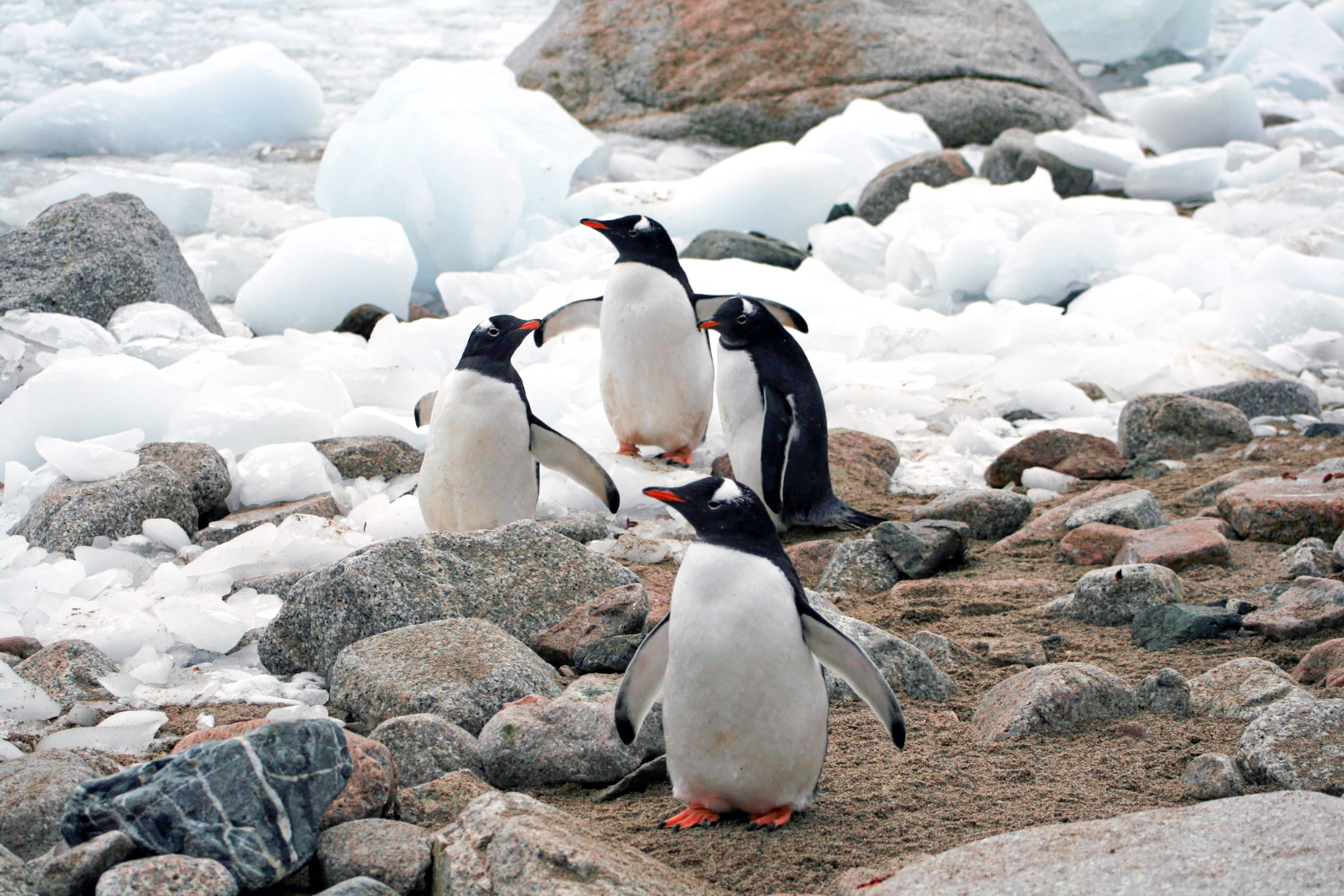 井戸端ペンギン 南極の写真素材 ぱくたそ