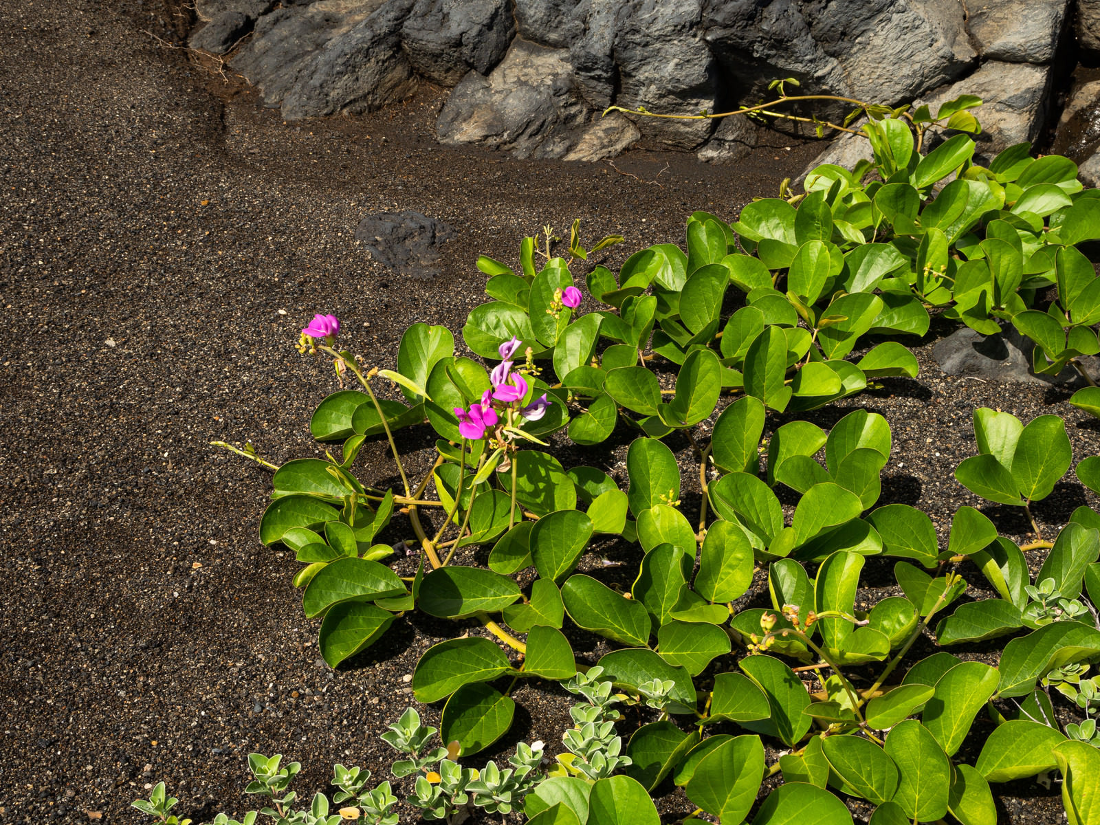 アクリル画 海と花が見える窓 浜ダイコンの花が咲く浜辺 （薄