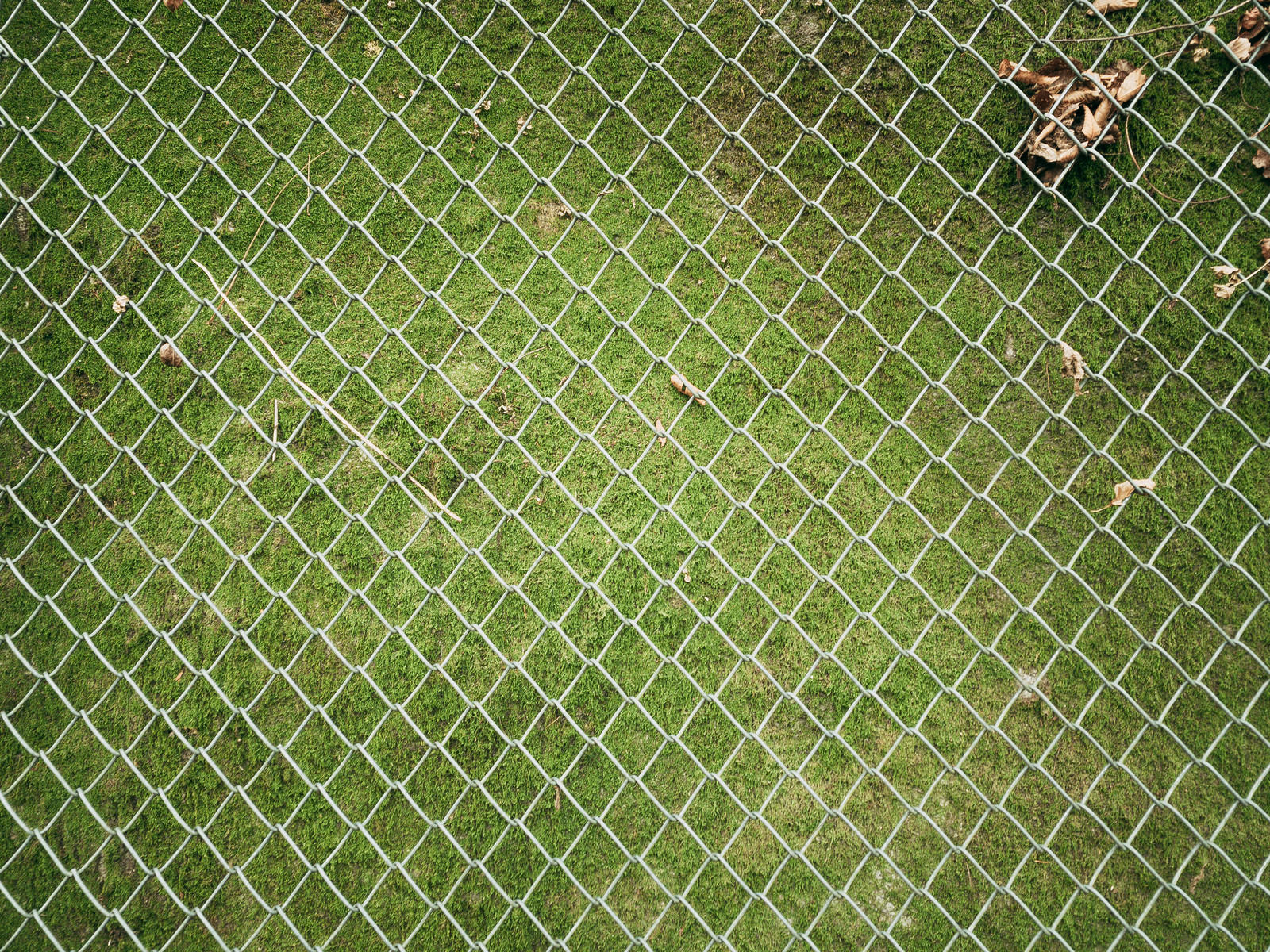 「苔に覆われた擁壁とフェンス | フリー素材のぱくたそ」の写真