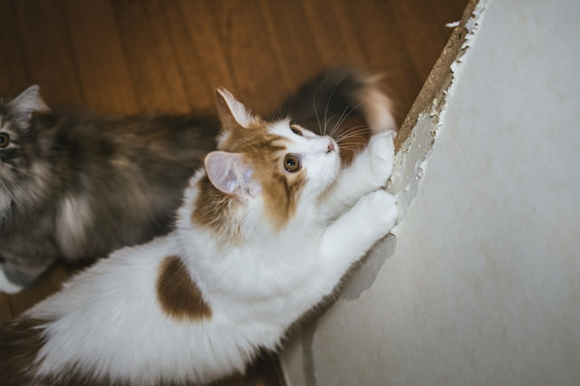 å®¶ã®å£ã§çªãç ãç«