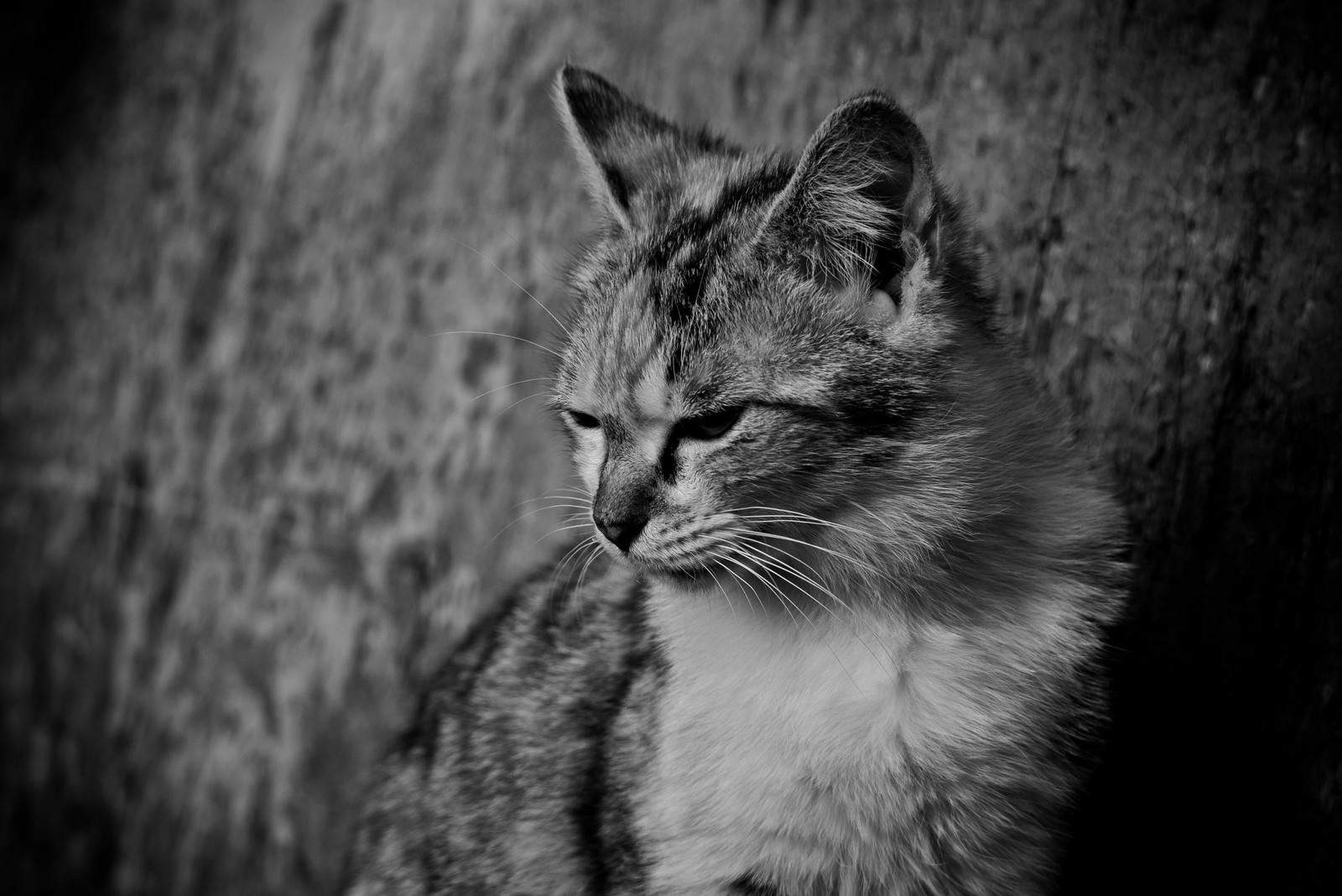 「意気消沈猫」の写真