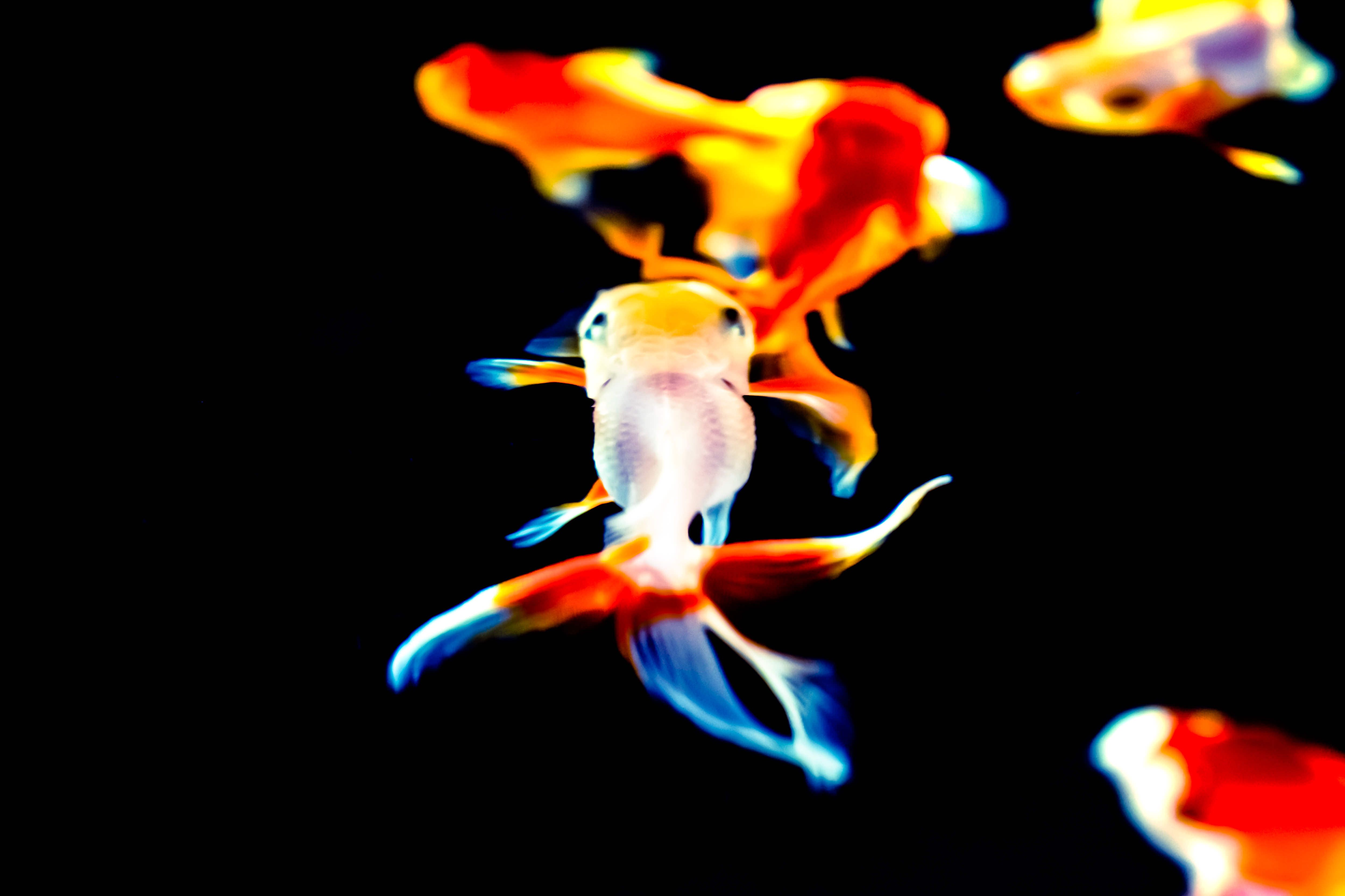 夜を舞う金魚の写真素材 ぱくたそ