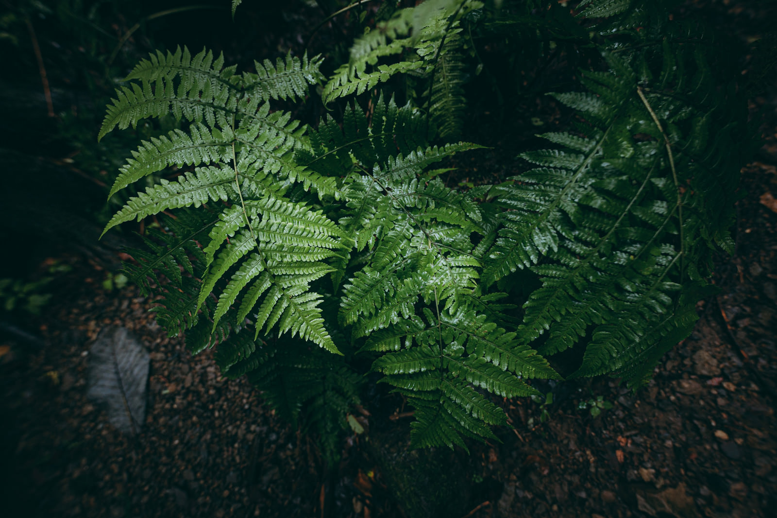 雨に濡れたシダの葉の写真 画像 を無料ダウンロード フリー素材のぱくたそ