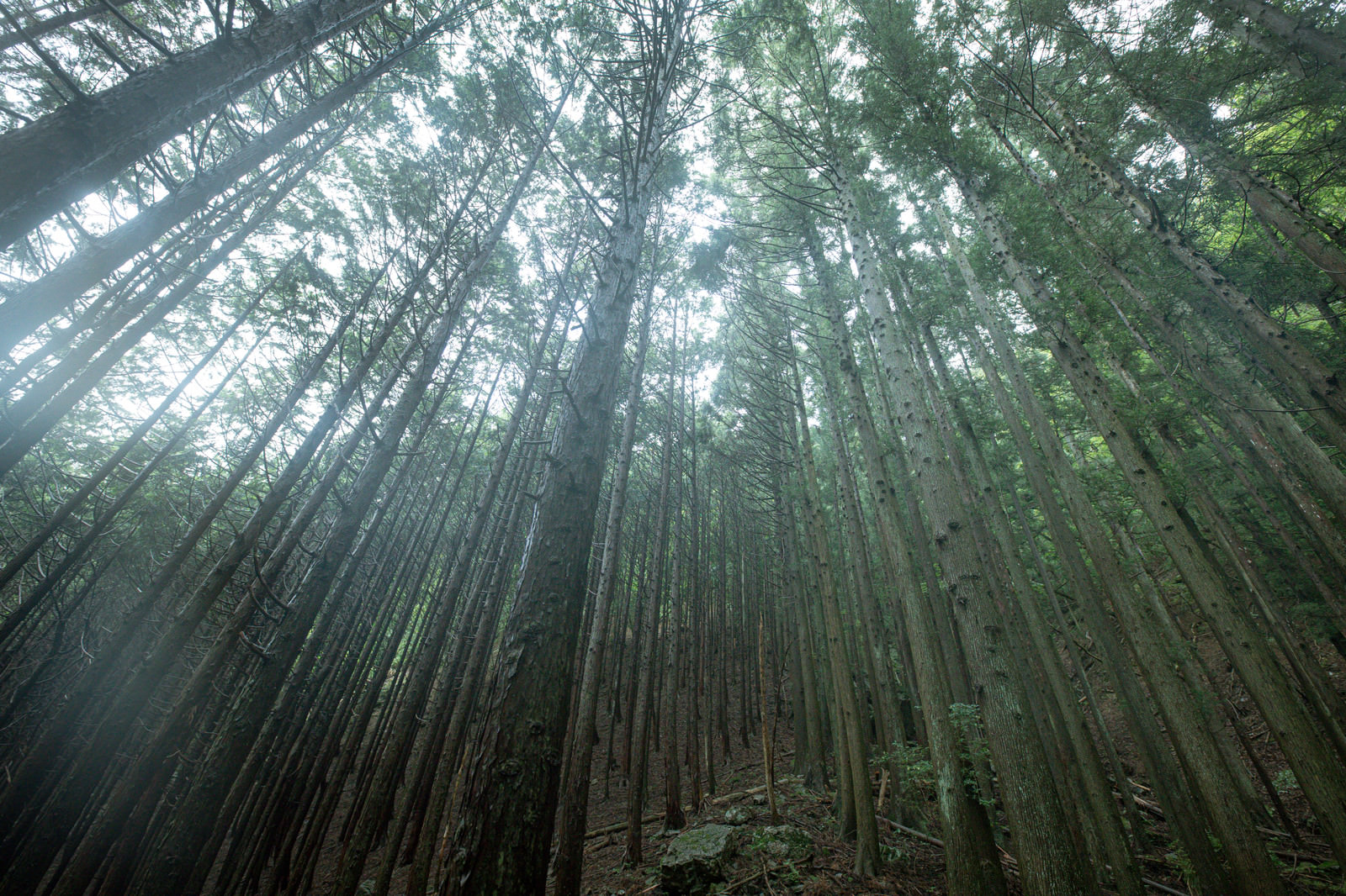 植林された杉の木の写真素材 ぱくたそ