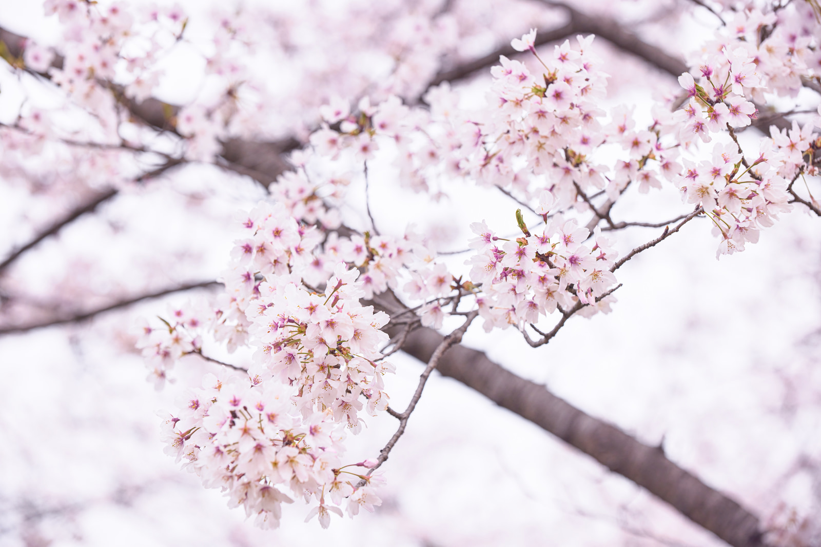 「春満開のチェリーブロッサム | フリー素材のぱくたそ」の写真