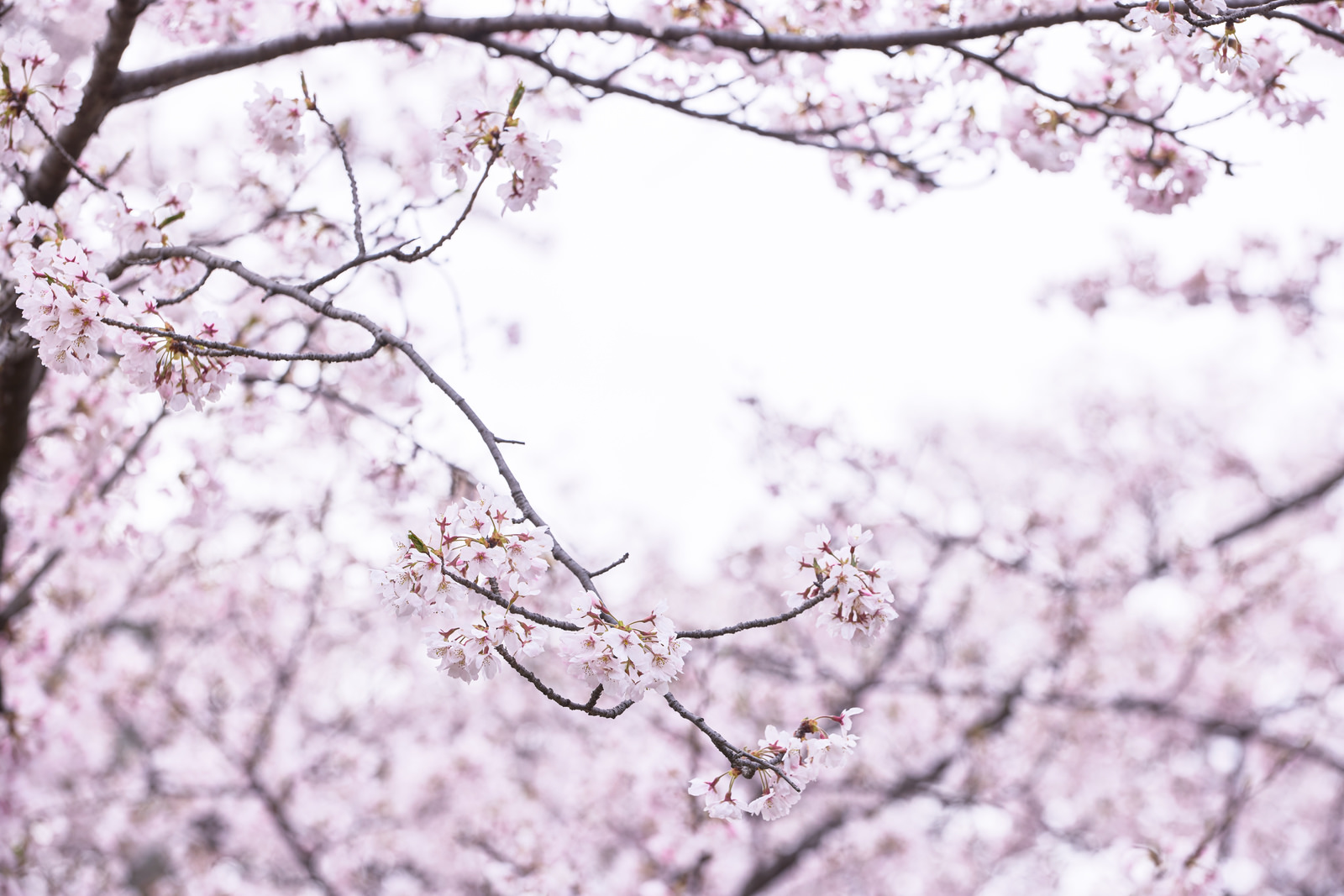 「枝先に開花する桜 | フリー素材のぱくたそ」の写真