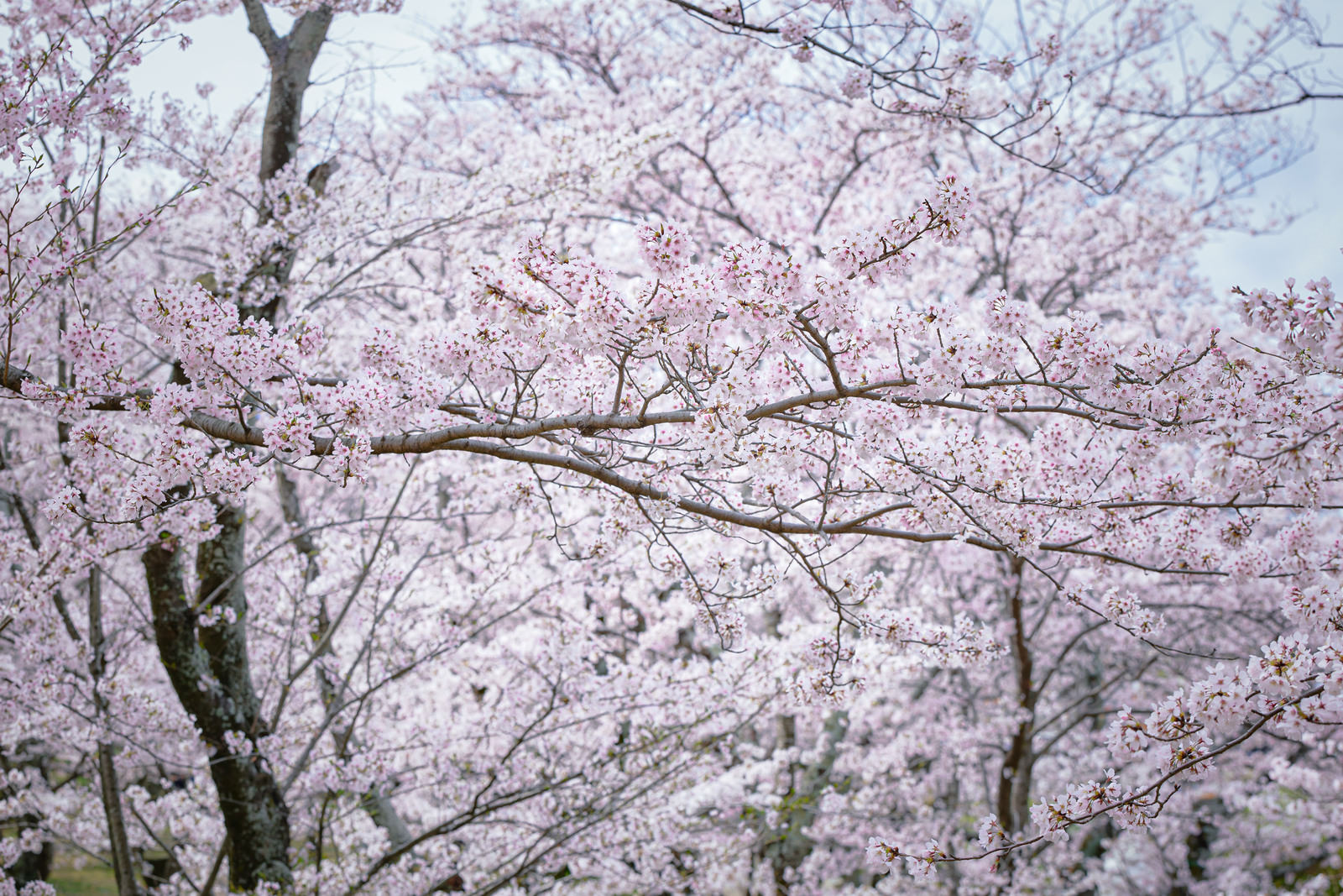 「細く長く伸びる満開の桜の枝 | フリー素材のぱくたそ」の写真