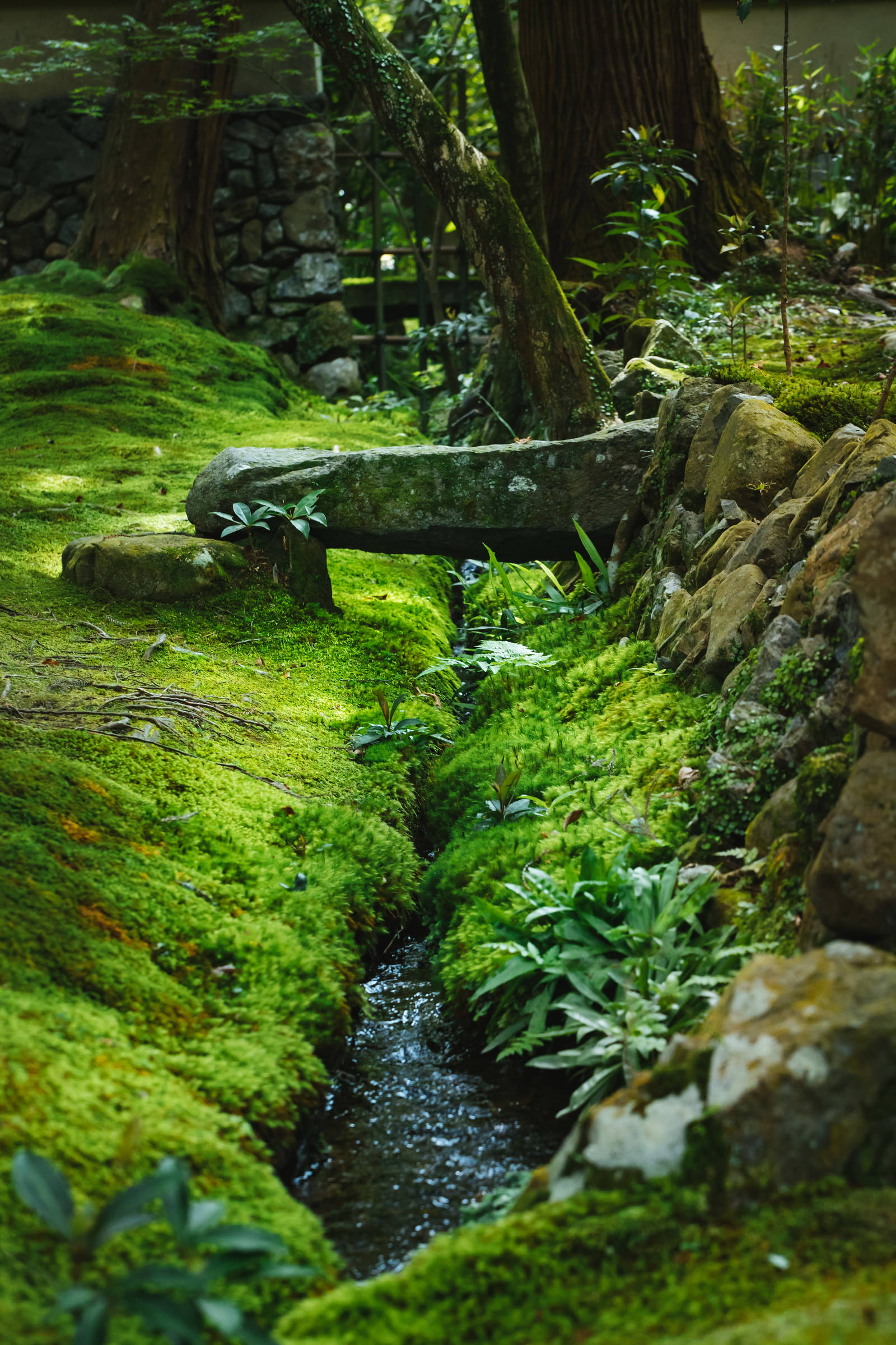 苔一色のお庭 苔寺 の無料の写真素材 フリー素材 をダウンロード ぱくたそ 苔一色のお庭 苔寺 の無料の写真素材 フリー素材 をダウンロード ぱくたそ