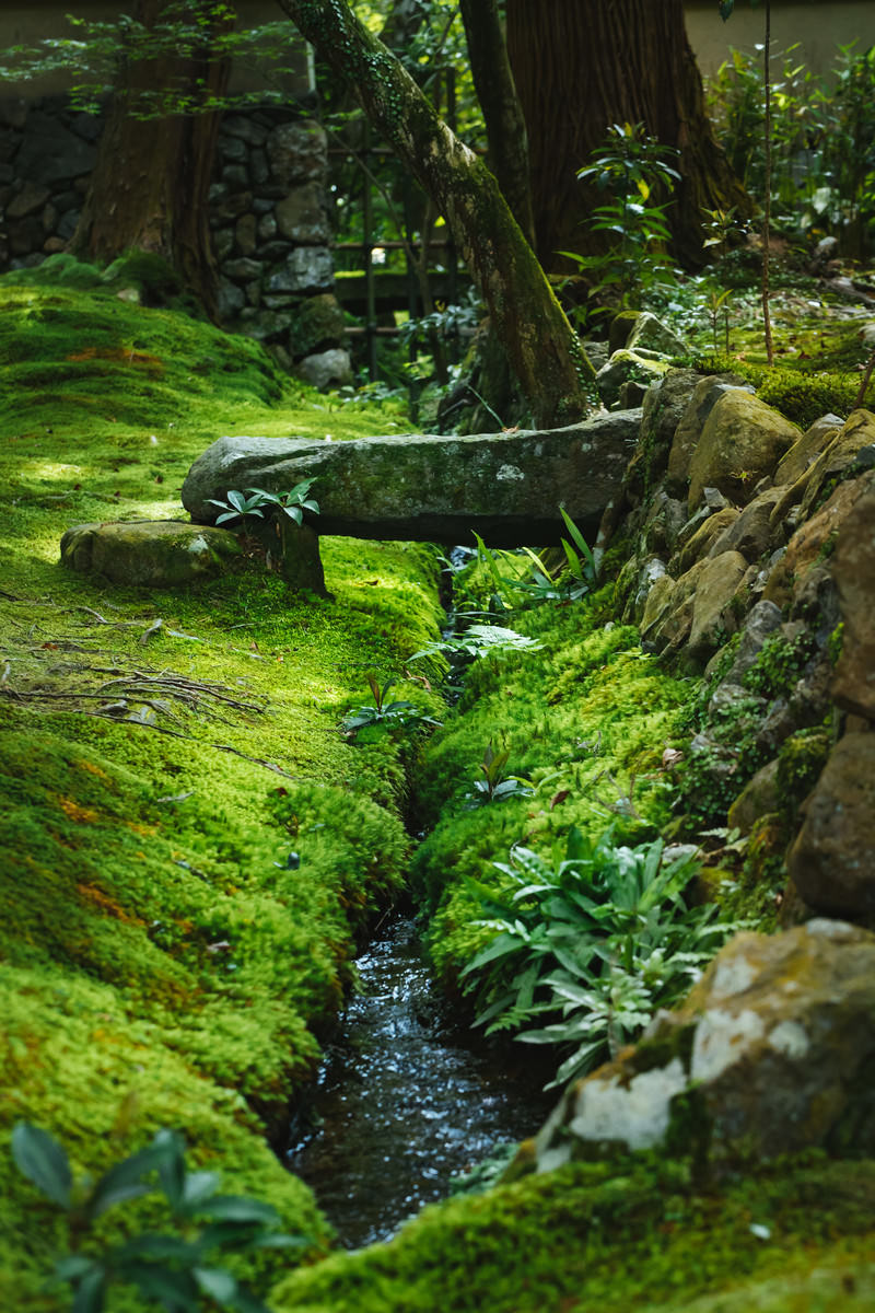 苔一色のお庭 苔寺 の写真 画像 フリー素材 ぱくたそ