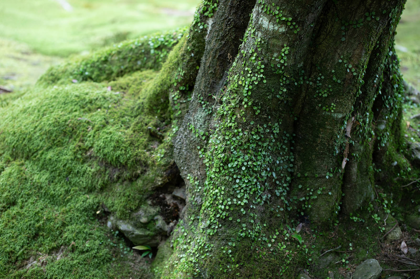 木の根元に生える苔の写真 画像 フリー素材 ぱくたそ