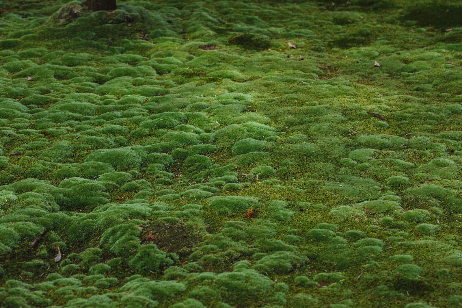 地面をもこもこする苔の写真 画像 フリー素材 ぱくたそ