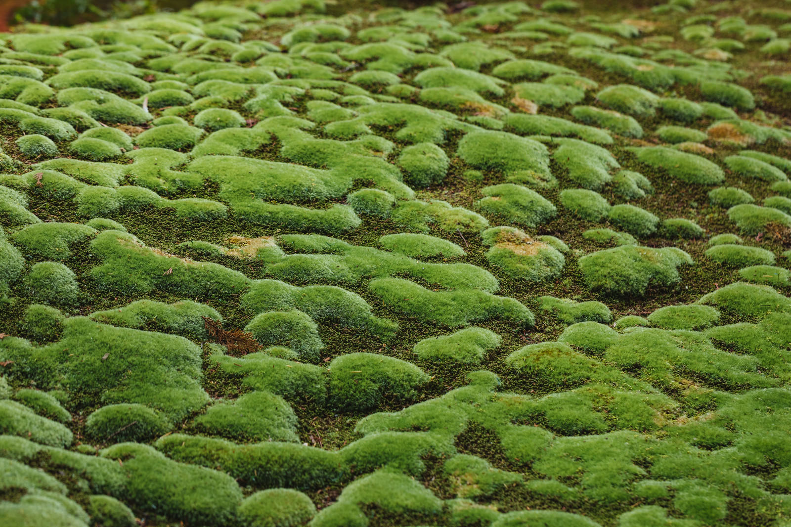 まだら模様の苔もっこりの無料の写真素材 フリー素材 をダウンロード ぱくたそ まだら模様の苔もっこりの無料の写真素材 フリー素材 をダウンロード ぱくたそ