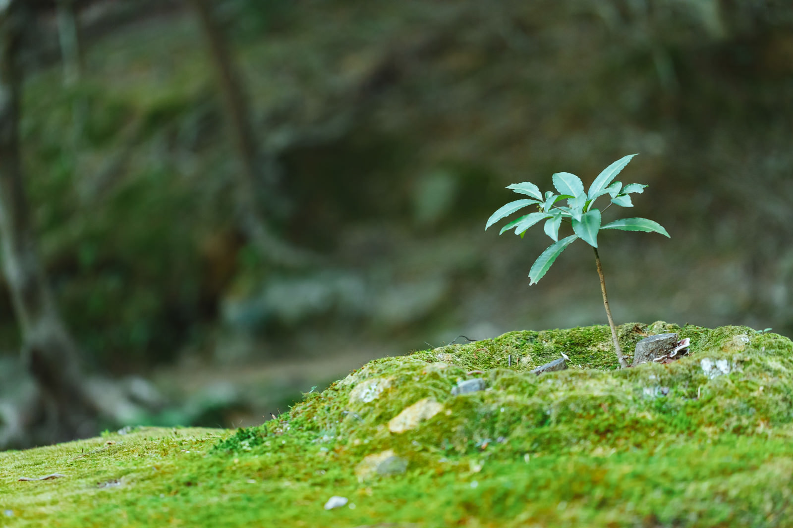 苔の中の苗木の写真 画像 フリー素材 ぱくたそ