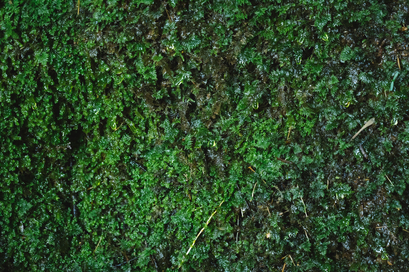 湧水で濡れる苔の様子の写真 画像 フリー素材 ぱくたそ