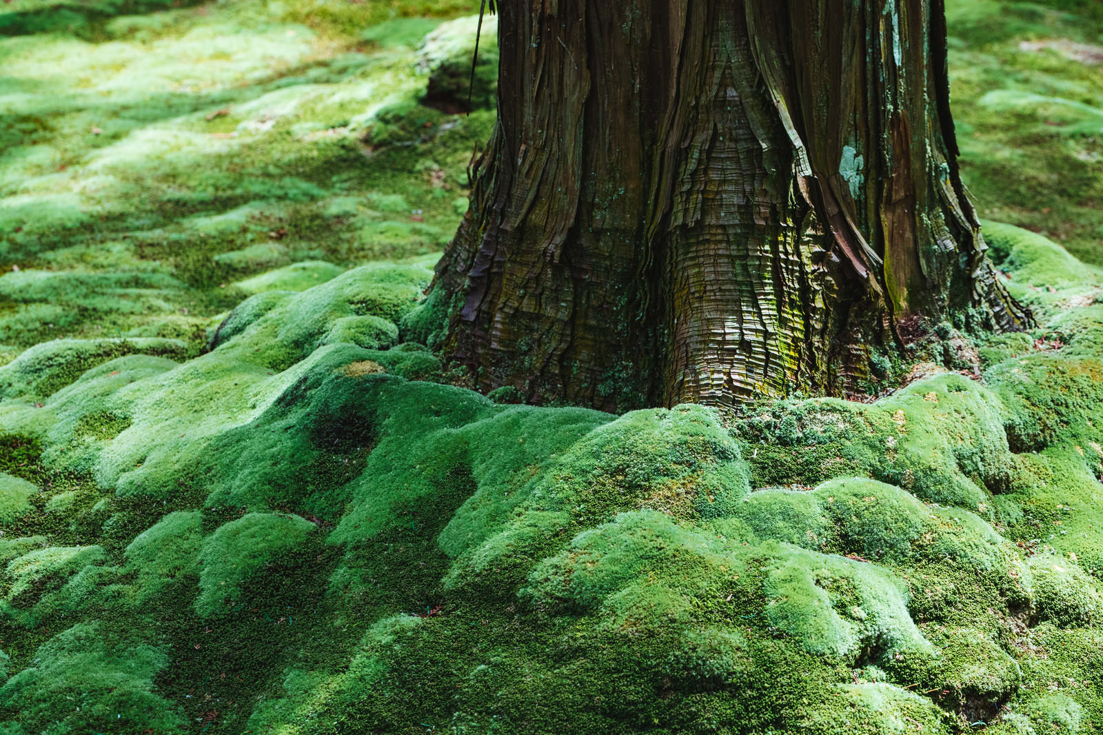 木の根元のもこもこ苔の無料の写真素材 - ID.25005｜フリー素材 ぱくたそ