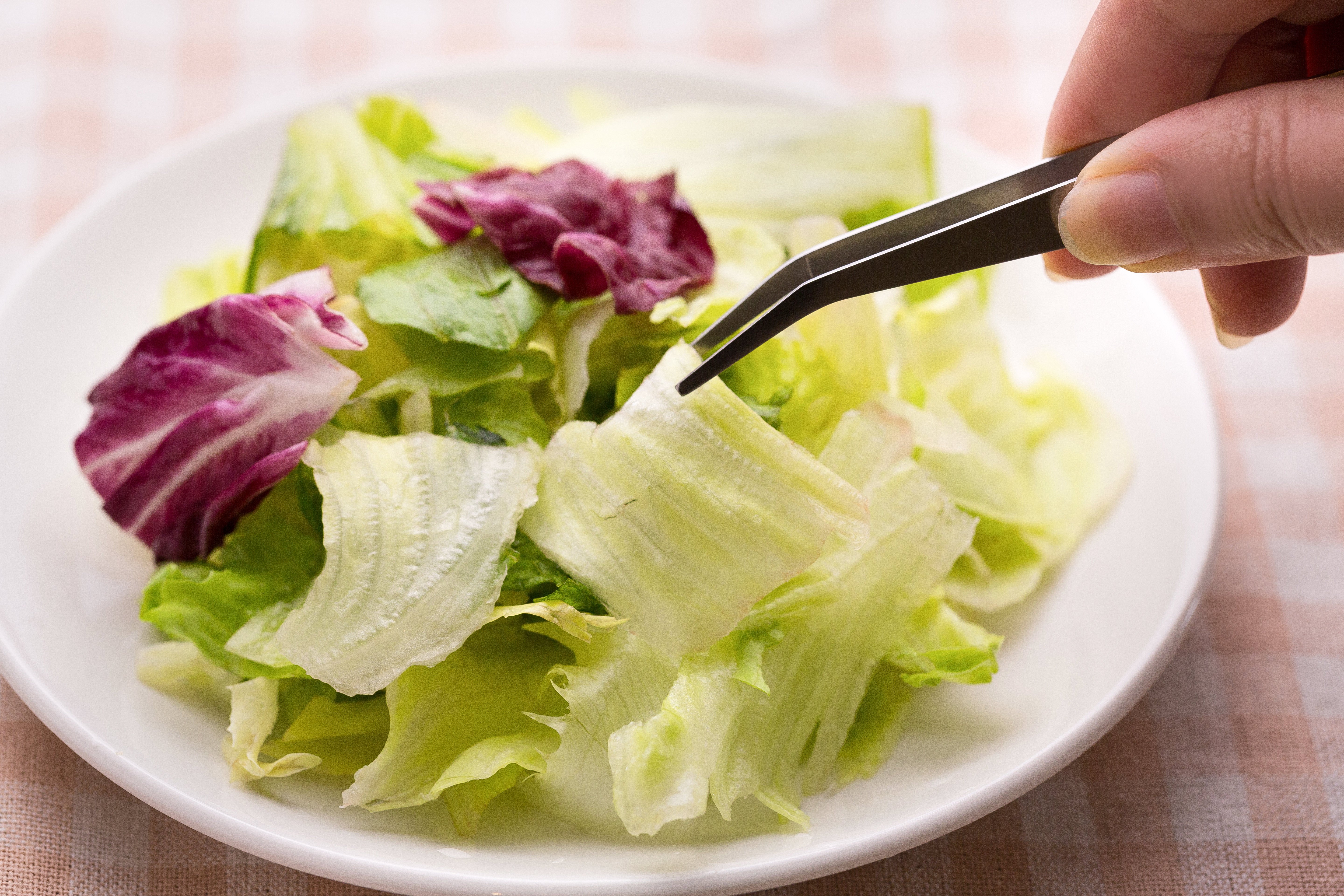 サラダを撮影しようとピンセットでレタスの葉をつかむの写真を無料ダウンロード フリー素材 ぱくたそ