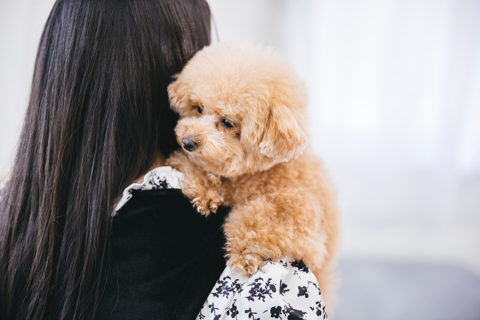 「飼い主に抱っこされて大人しくする小型犬（トイプードル）」の写真［モデル：こてつ］