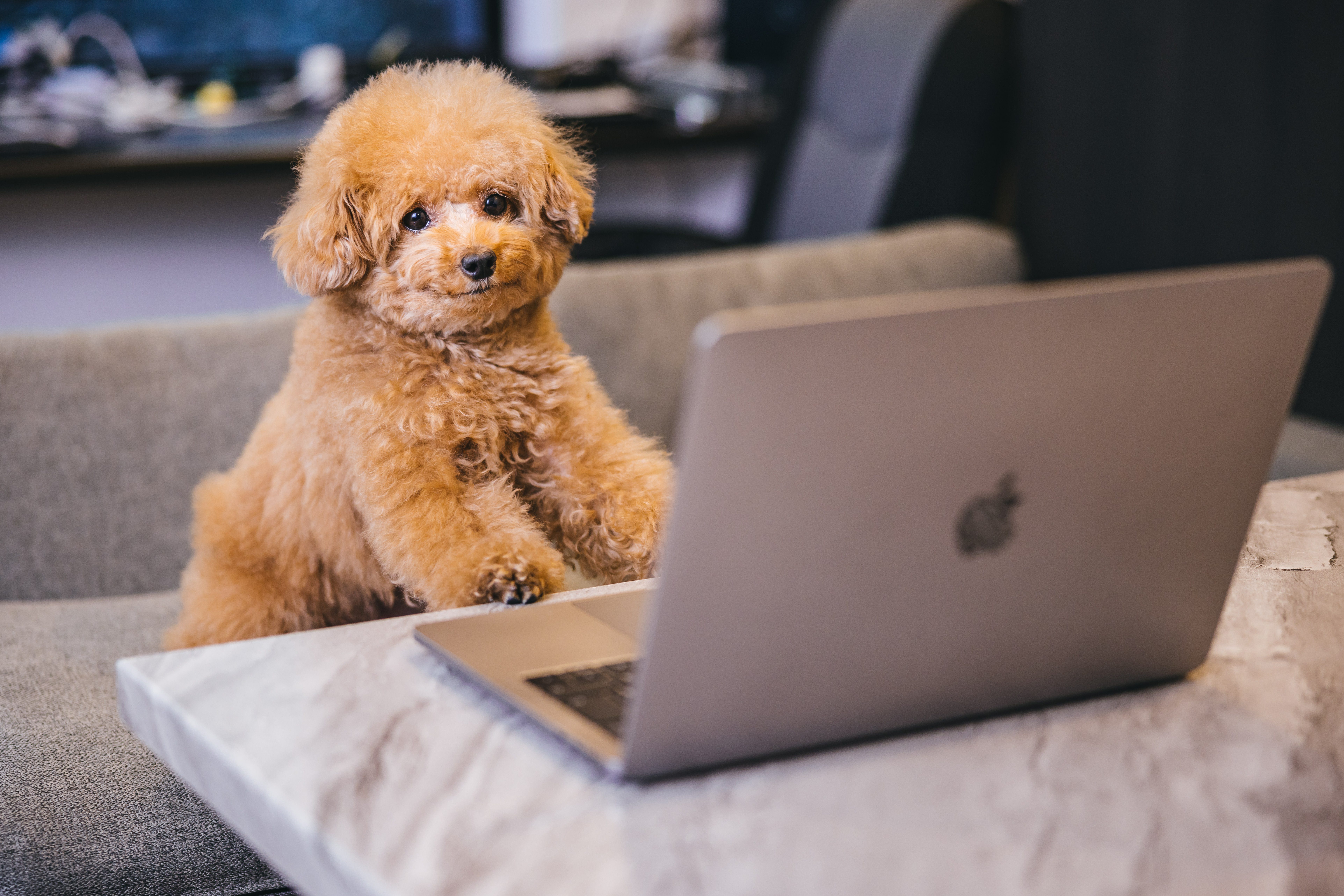 エンジニアのトイプー社員の写真素材 ぱくたそ