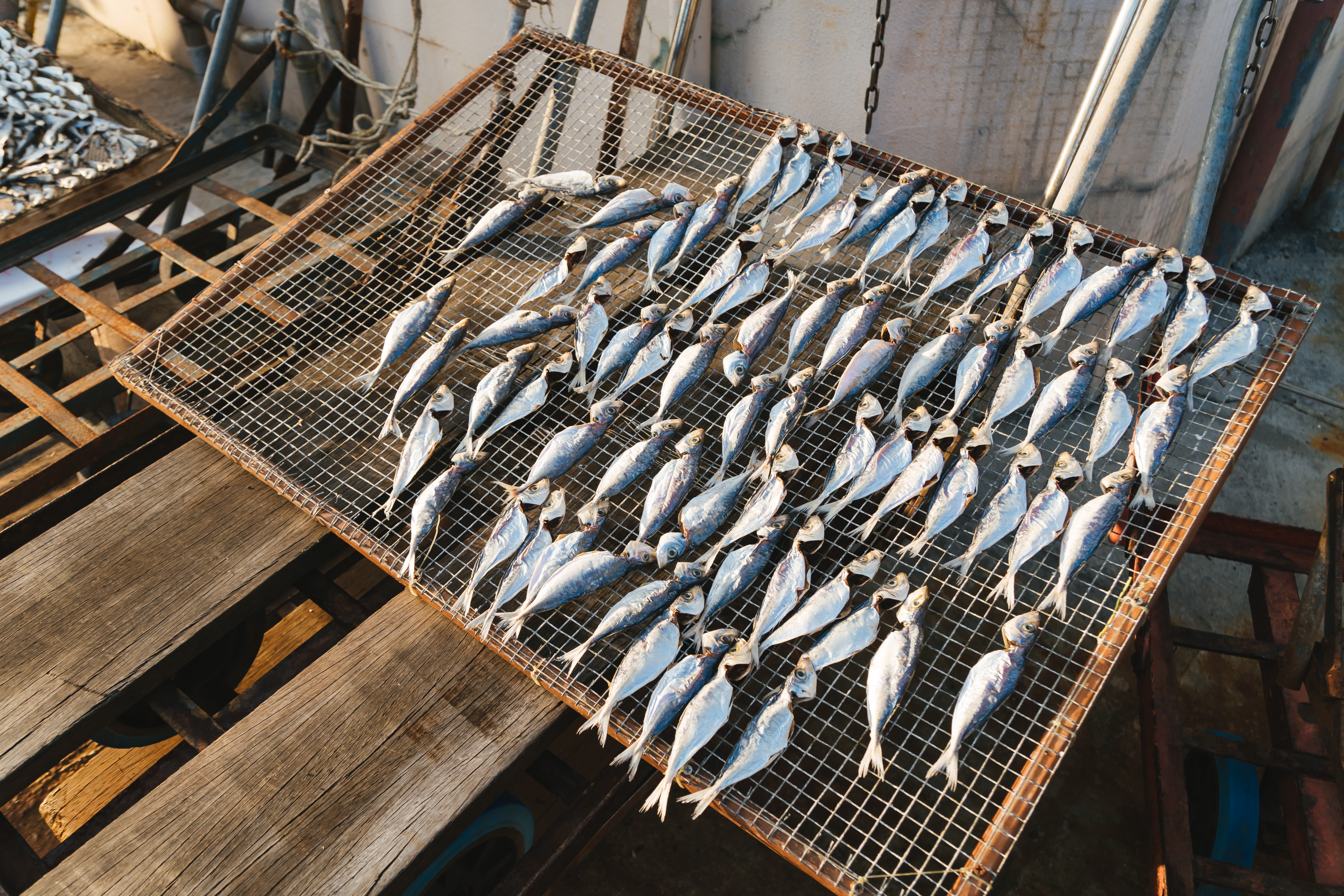 小魚の干物の写真を無料ダウンロード フリー素材 ぱくたそ 小魚の干物の写真を無料ダウンロード フリー素材 ぱくたそ