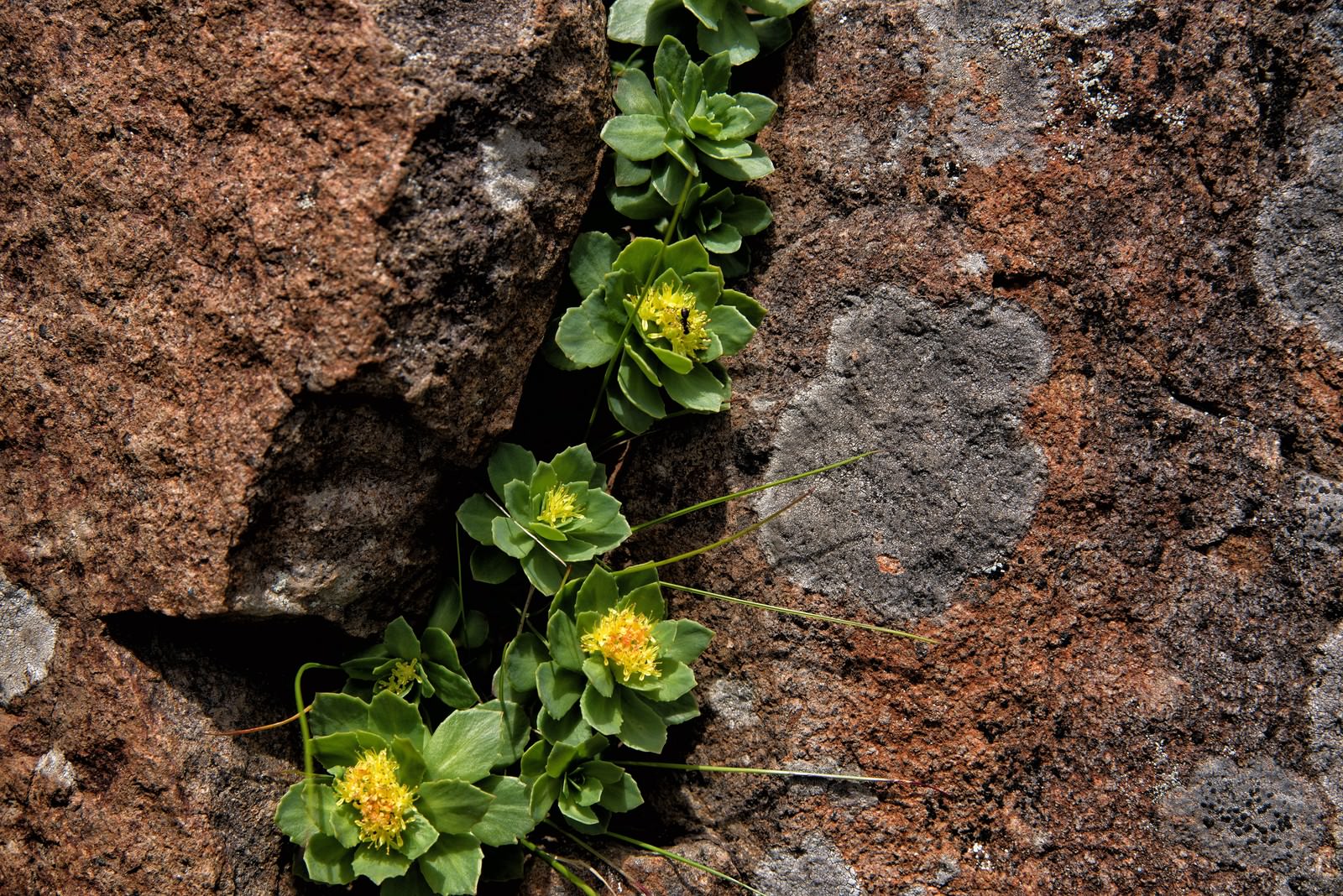 「岩壁から顔を出す高山植物 | フリー素材のぱくたそ」の写真