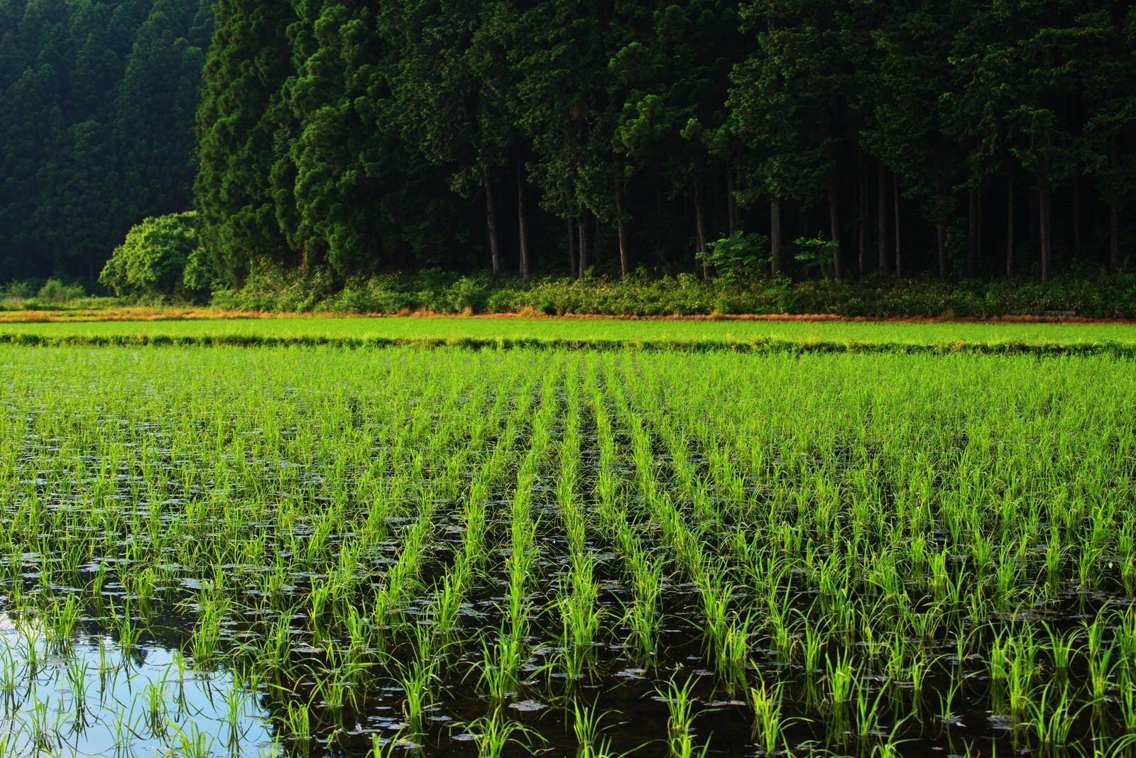 ãæ°´ç°ã«æ°´ã®å¼µã£ãç°åé¢¨æ¯ã