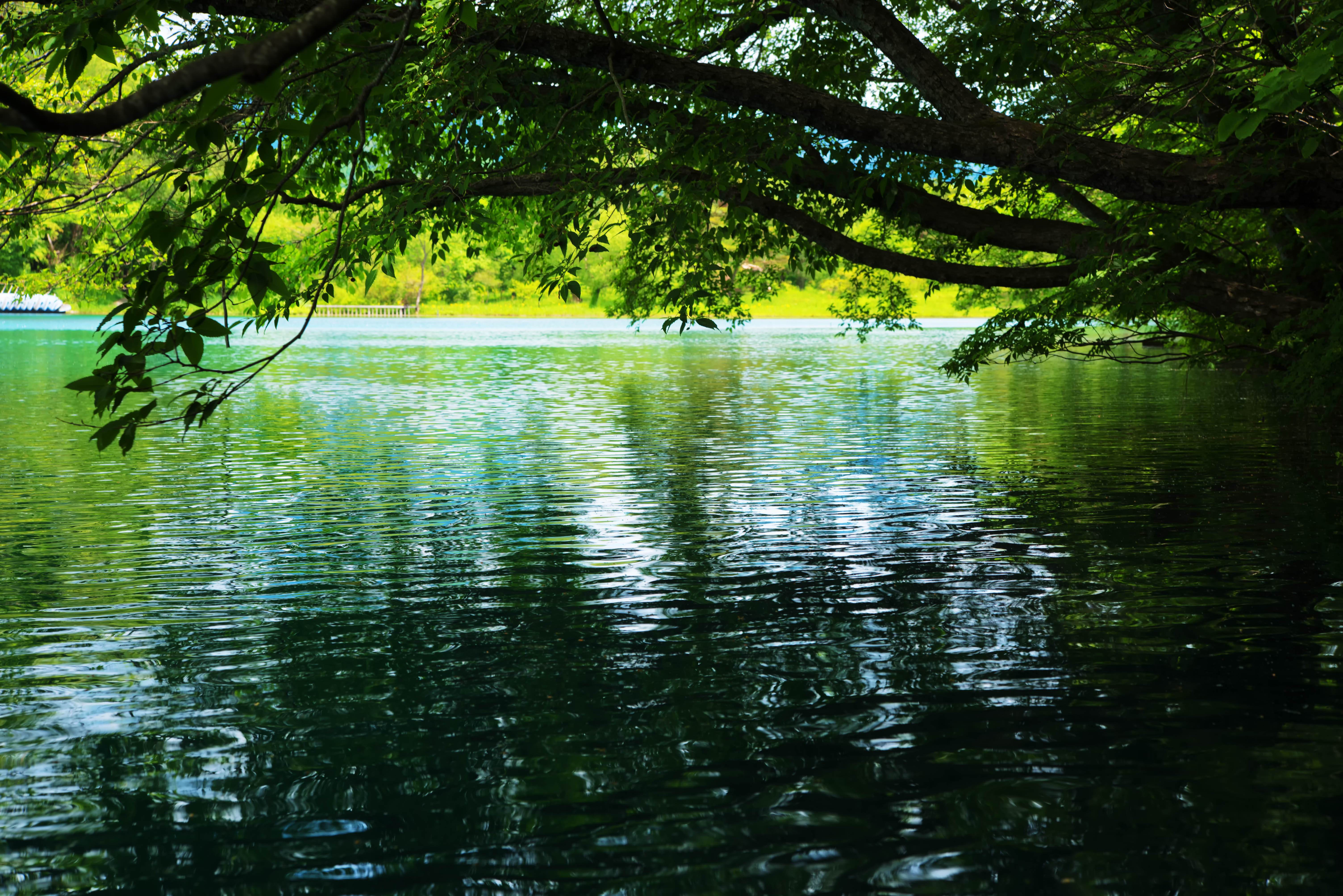 木陰と五色沼の水面の写真素材 ぱくたそ 木陰と五色沼の水面の写真素材 ぱくたそ