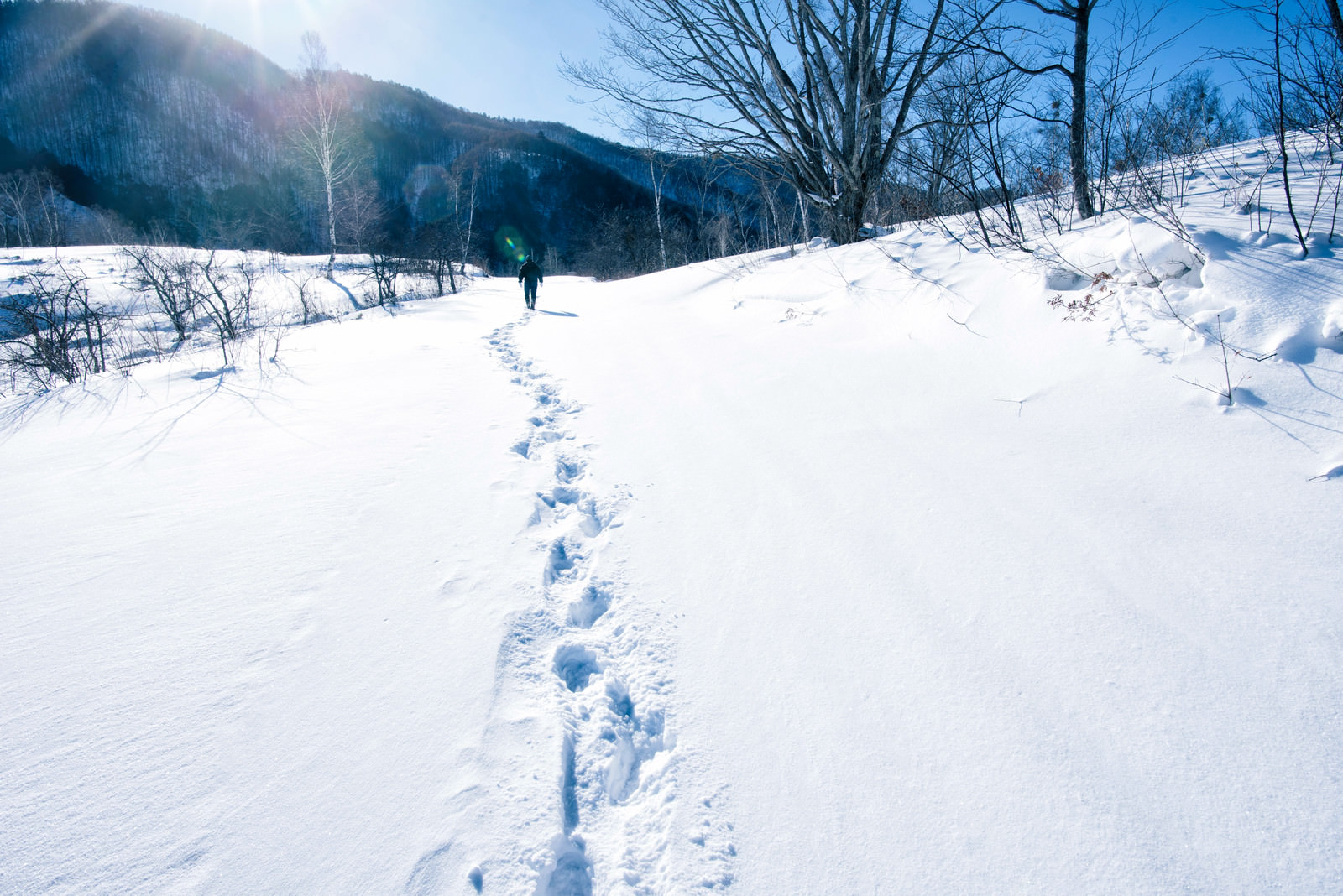 「雪に残る足跡」の写真