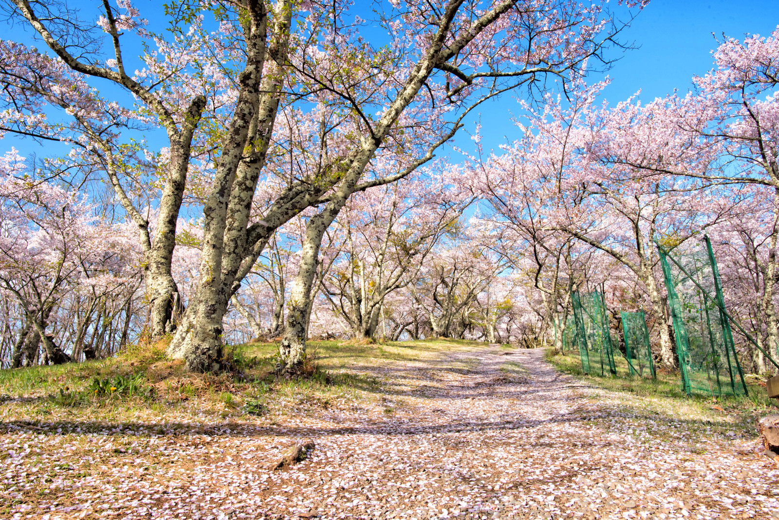 「光城山山頂の桜並木（長野県安曇野市豊科）」の写真