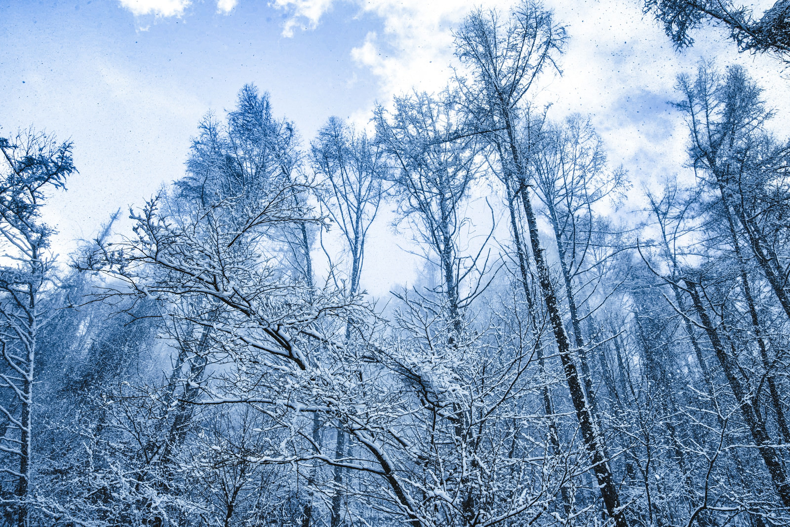 雪化粧した森と垂れ雪の写真素材 ぱくたそ