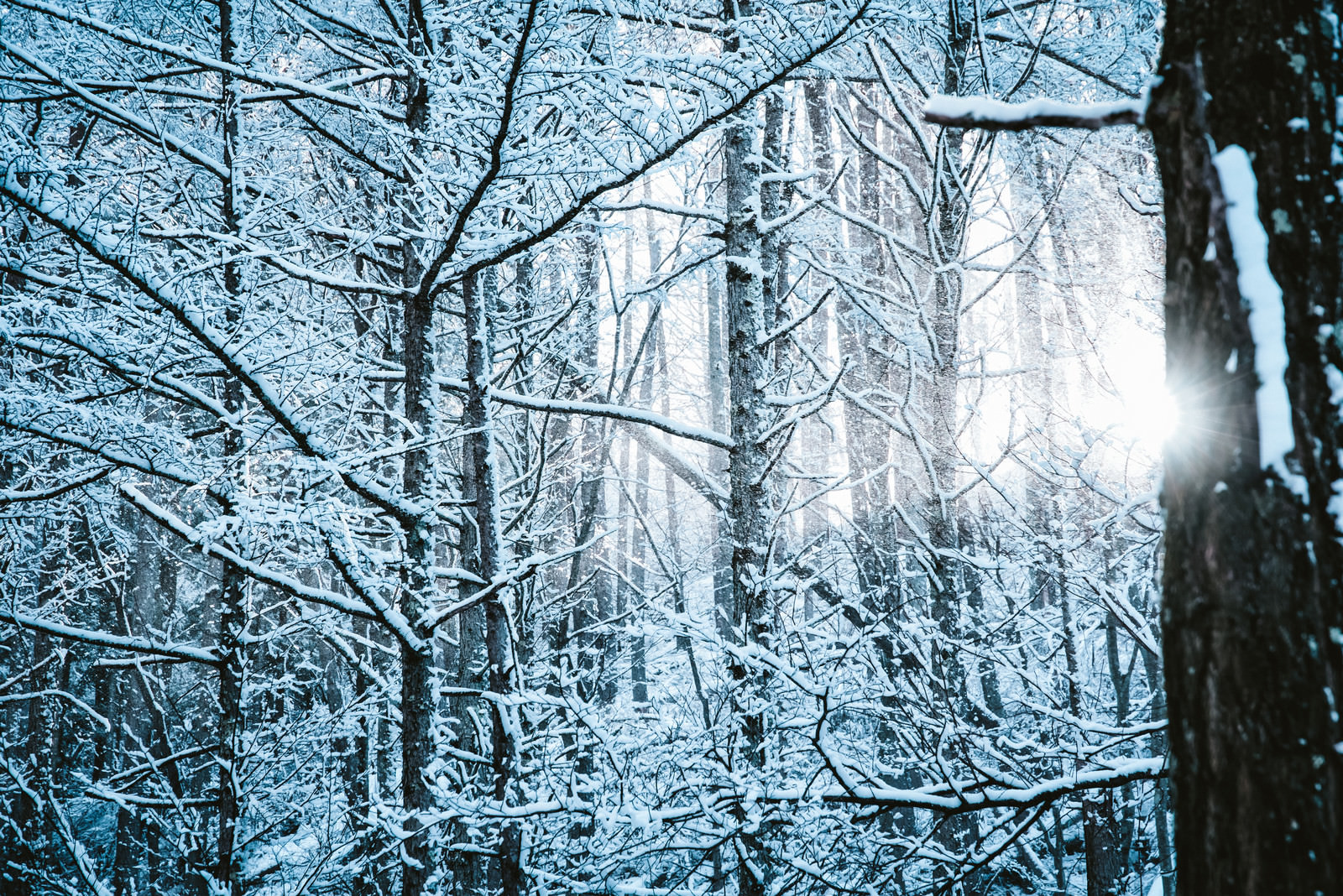 雪降る森に差し込む光の写真素材 ぱくたそ