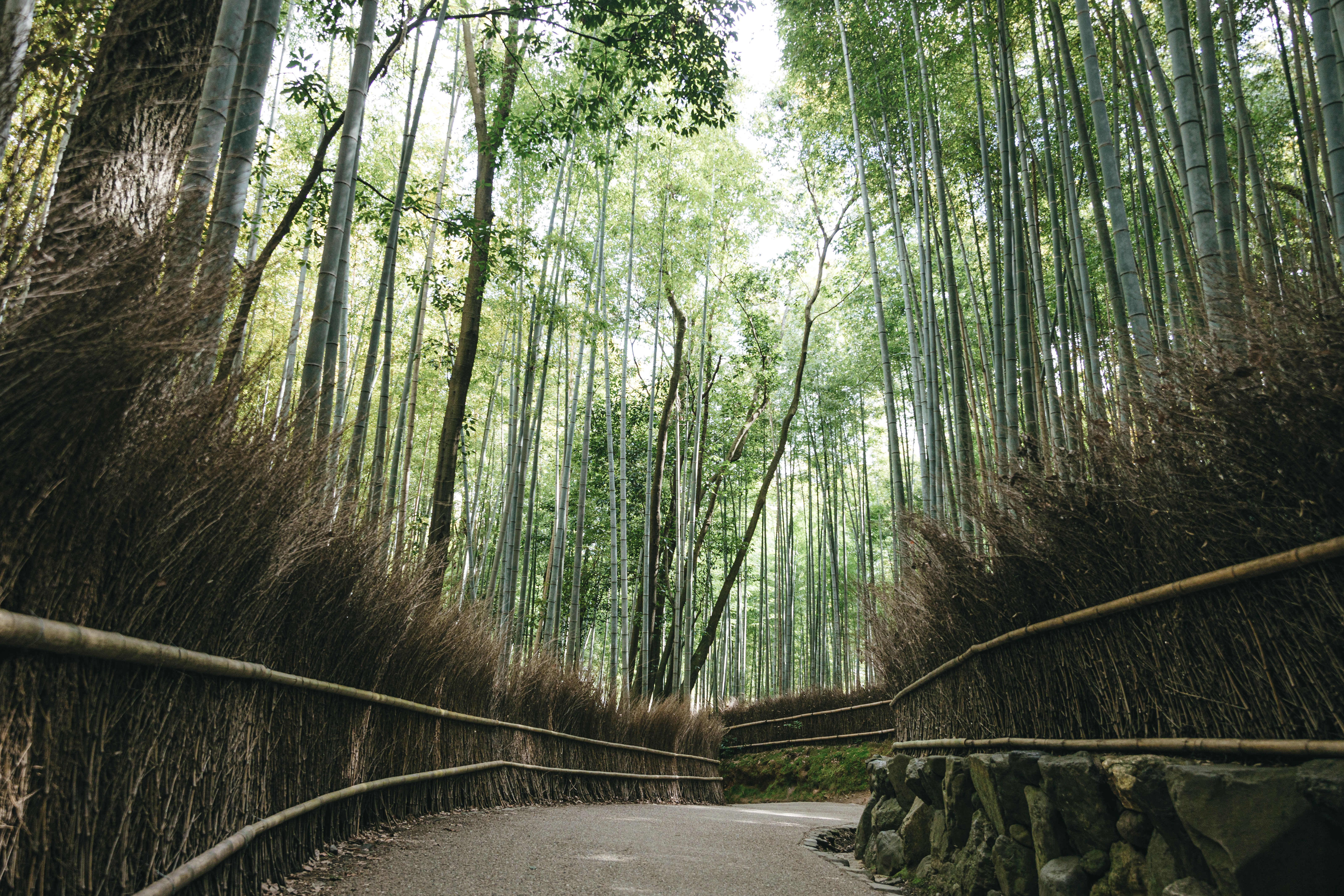 京都嵐山にある竹林の小径の写真を無料ダウンロード フリー素材 ぱくたそ 京都嵐山にある竹林の小径の写真を無料ダウンロード フリー素材 ぱくたそ