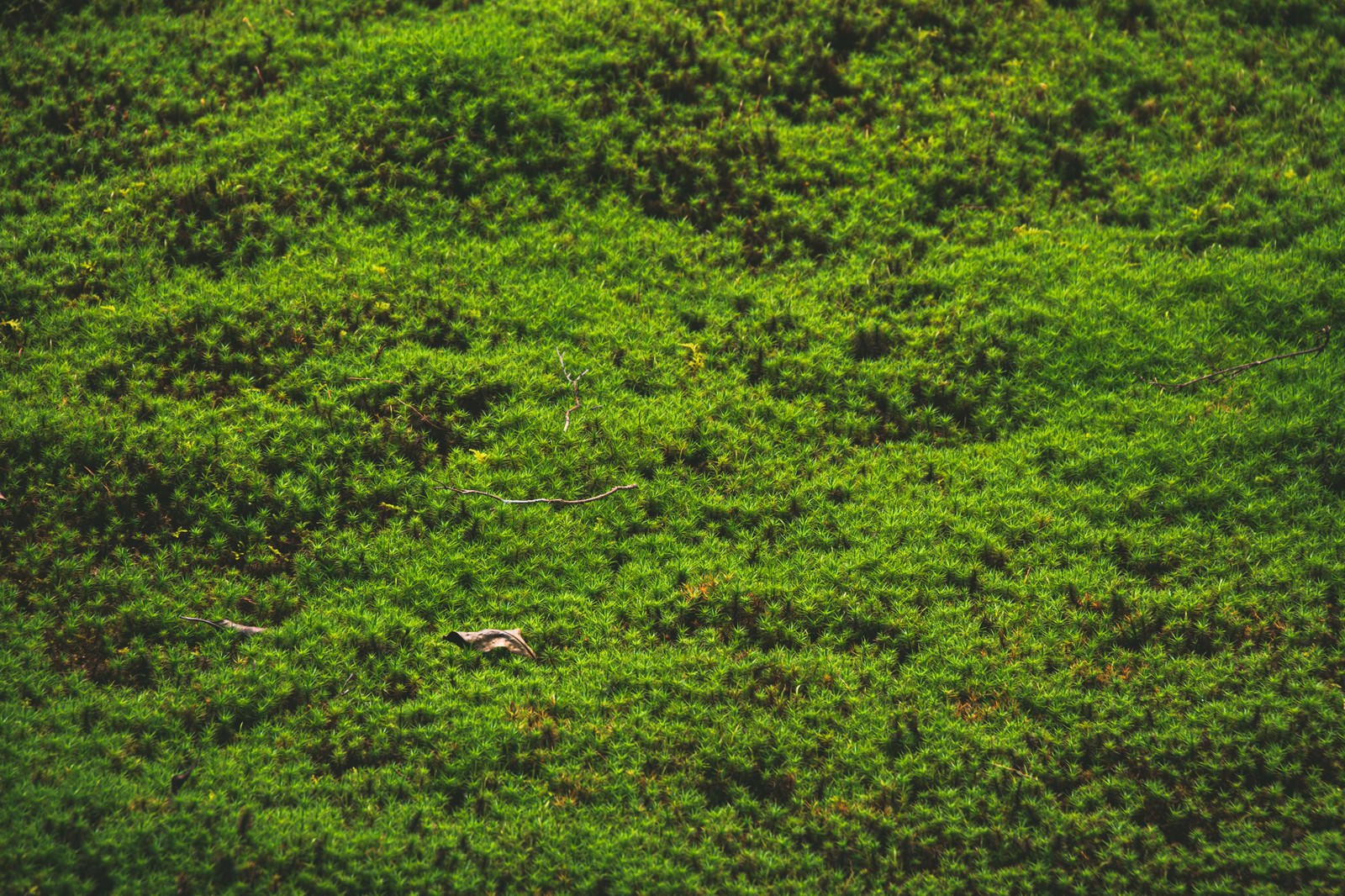 苔の絨毯の写真を無料ダウンロード フリー素材 ぱくたそ 苔の絨毯の写真を無料ダウンロード フリー素材 ぱくたそ
