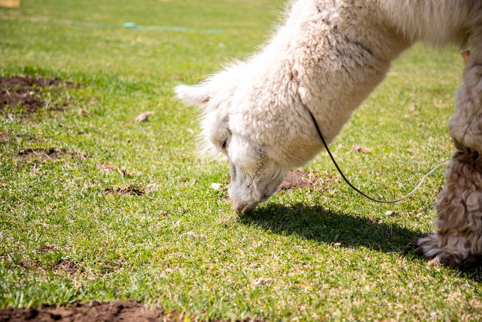 草を食すアルパカ ラクダ科 の写真 フリー素材は ぱくたそ 写真を無料ダウンロード